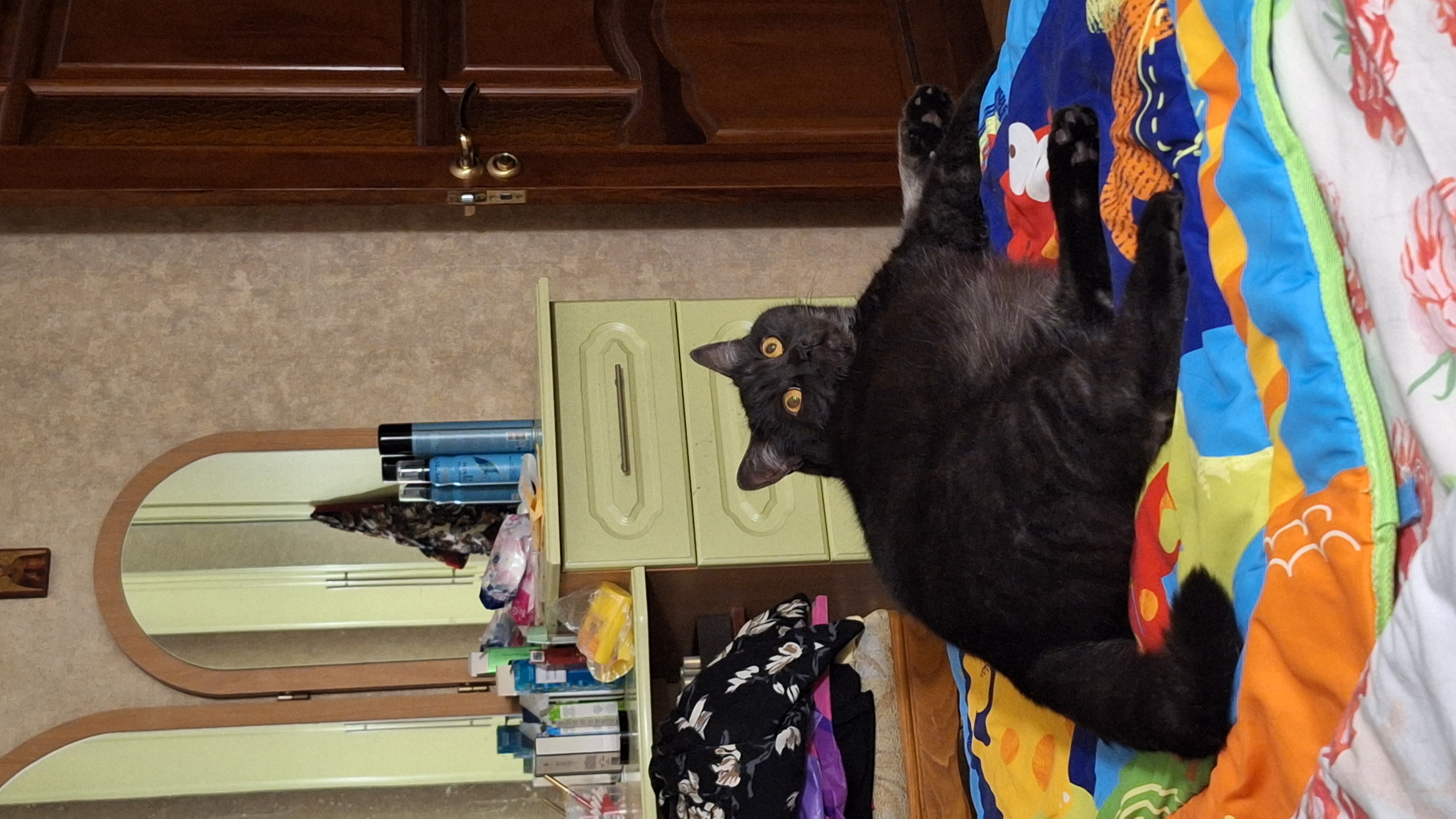 Фото питомца: кот Нафаня — хозяин дома