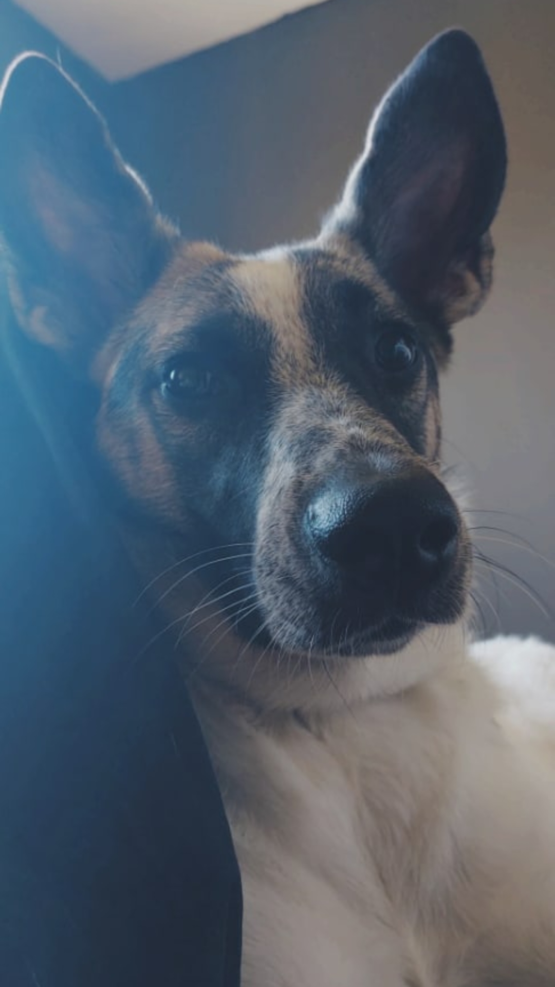 Фото питомца: собака Хайзи-Хаузи внимательно слушает, как прошел мой день