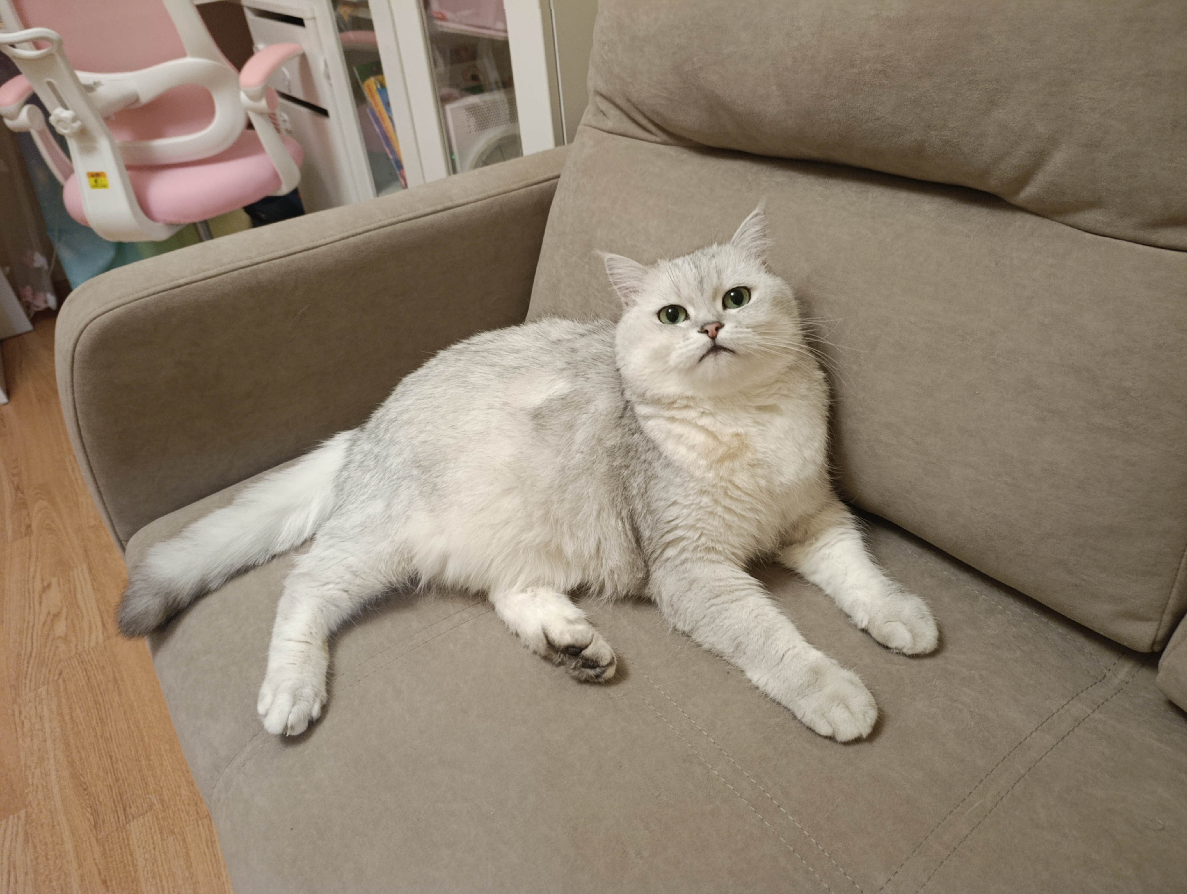 Я живу с котом Кузьмой, который помогает мне растить годовалую дочку и избавляет дом от мух