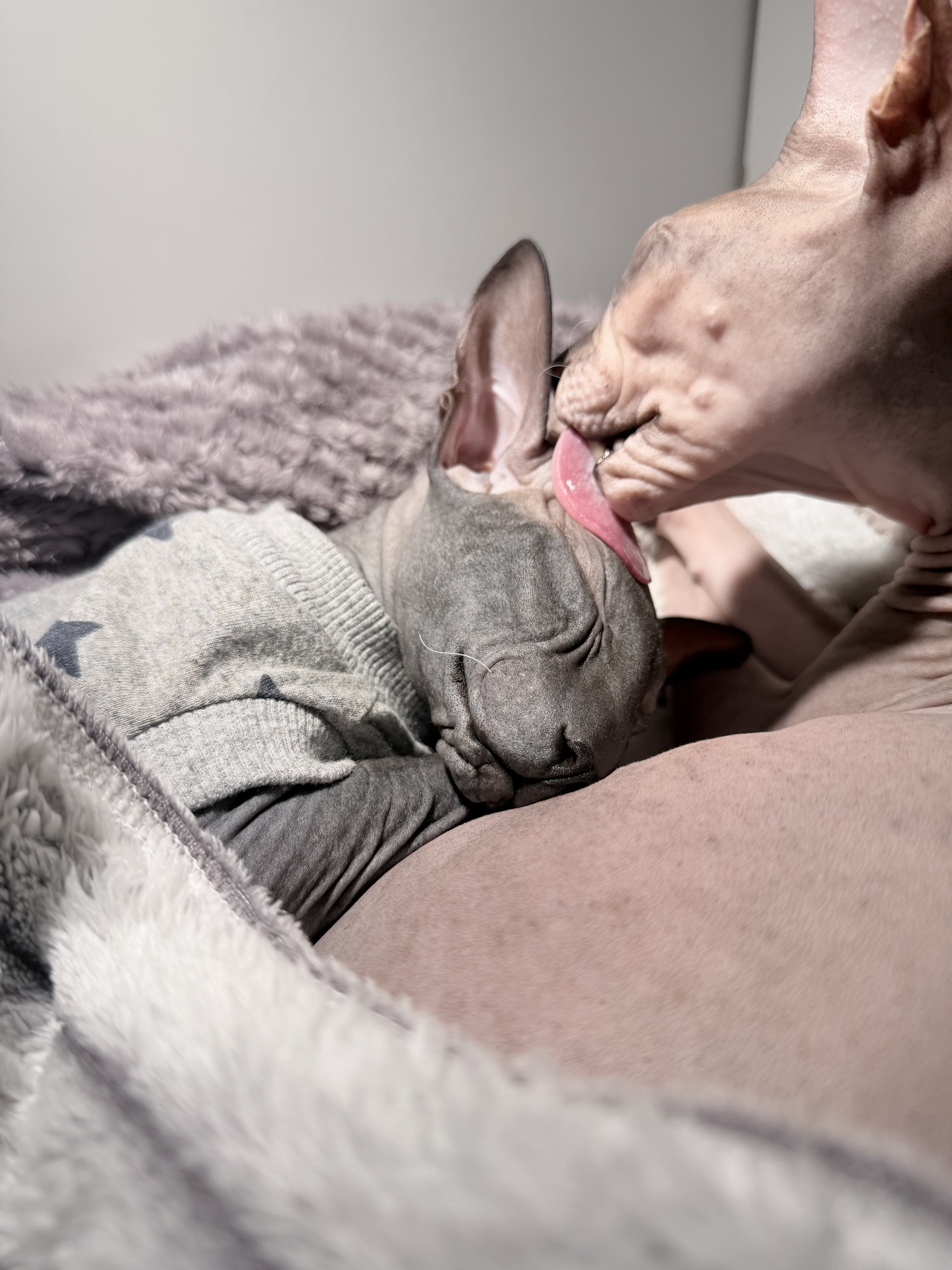 Фото питомцев: кот Энцо умывает своего брата Комарика