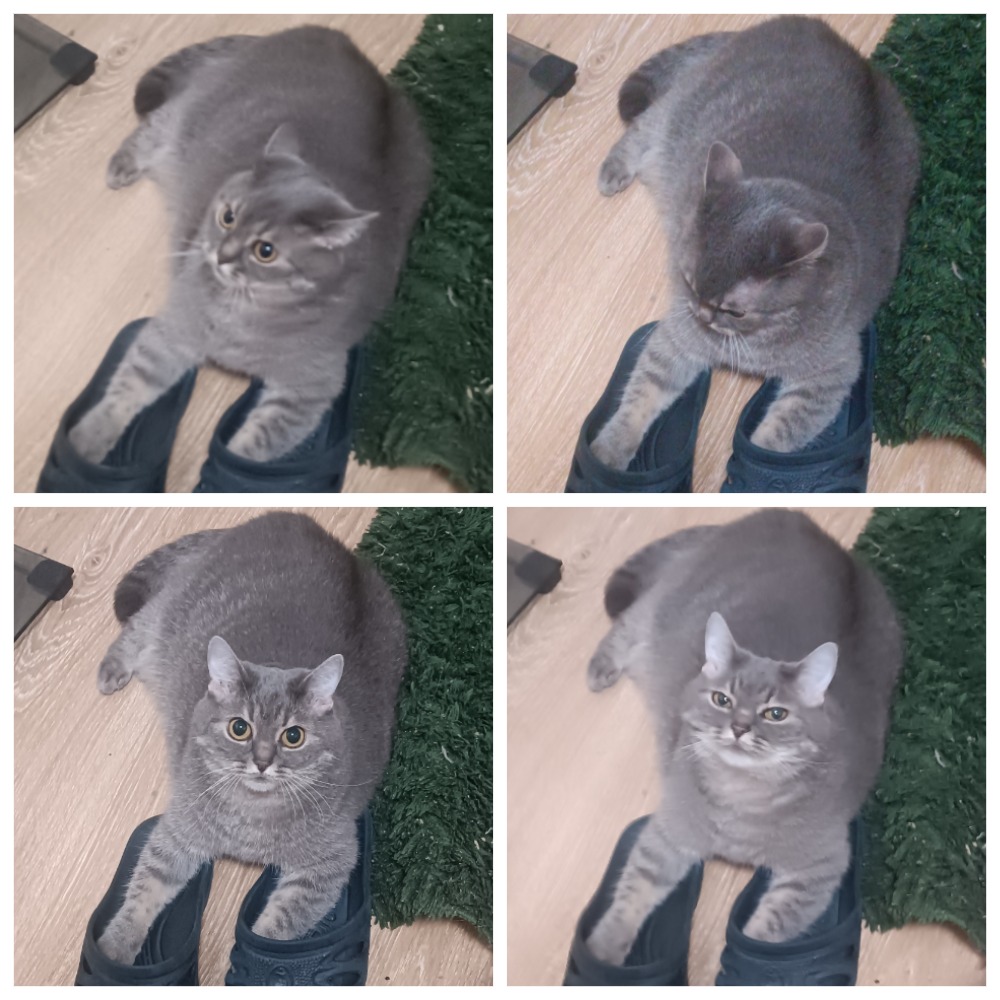 Фото питомца: кошка Муня ворует тапки