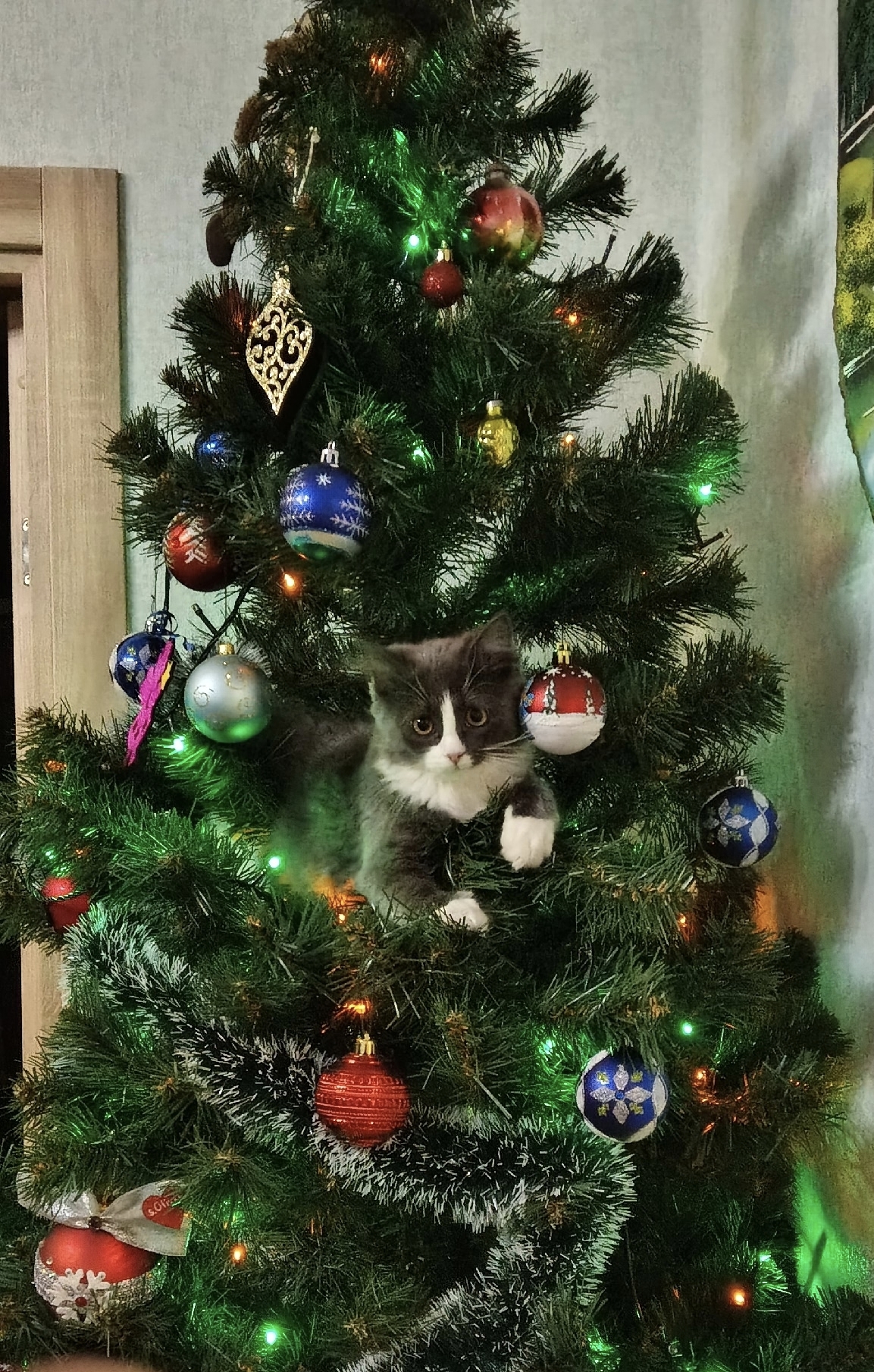 Фото питомца: кошка Люся изучает новогоднюю ель и игрушки