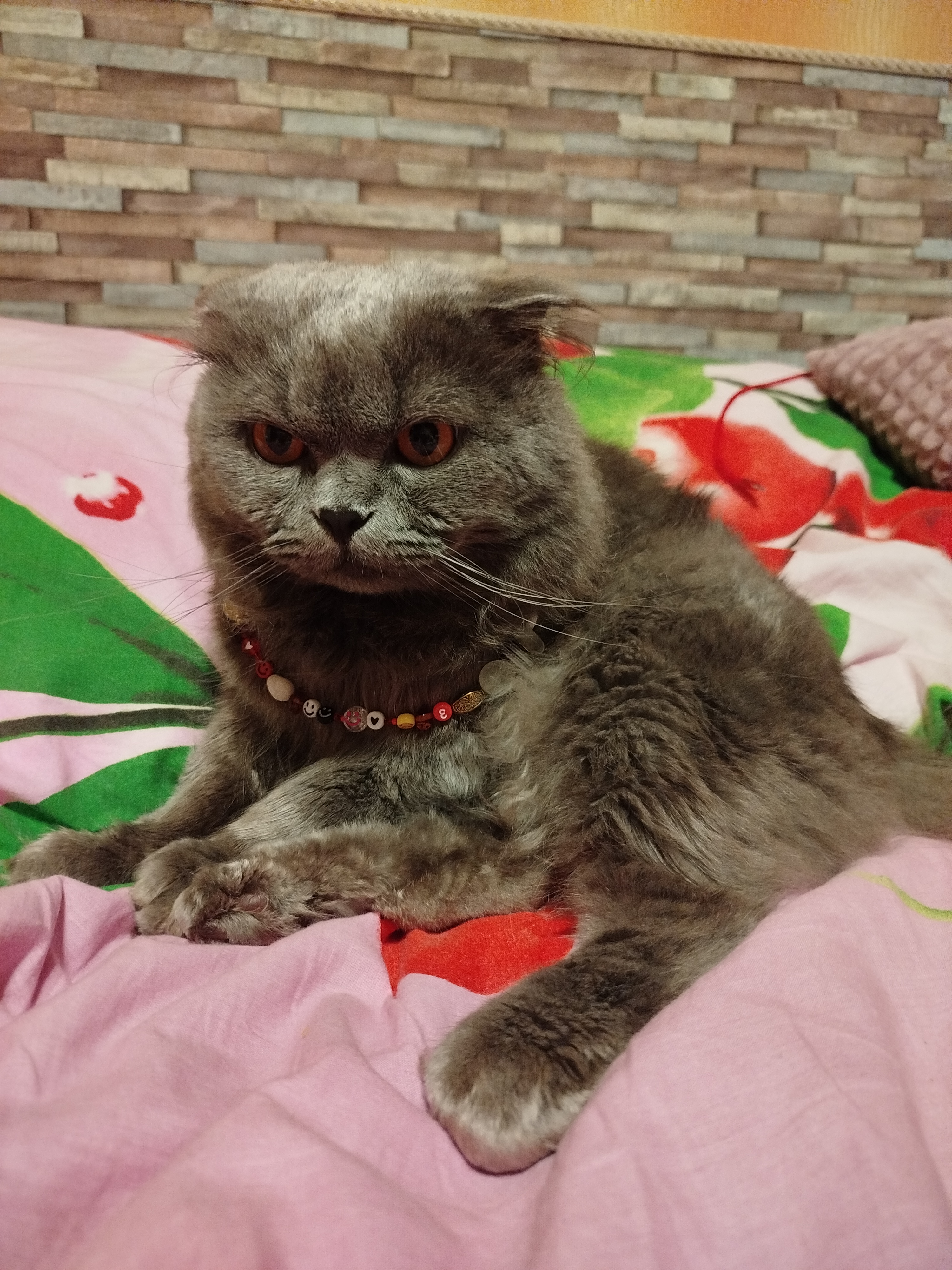 Фото питомцев: мои коты и кошки