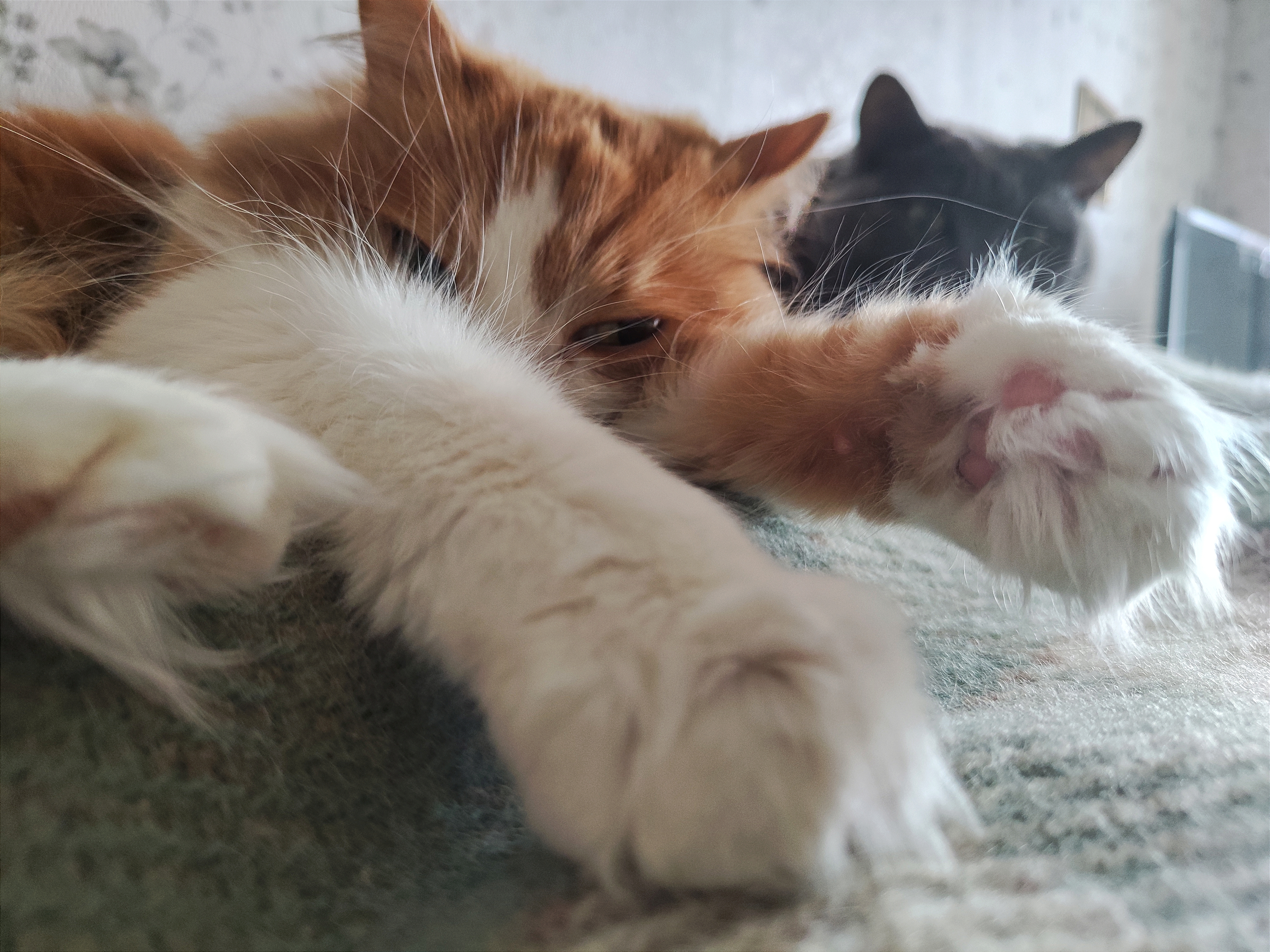 Фото питомца: кот демонстрирует пушистые лапы