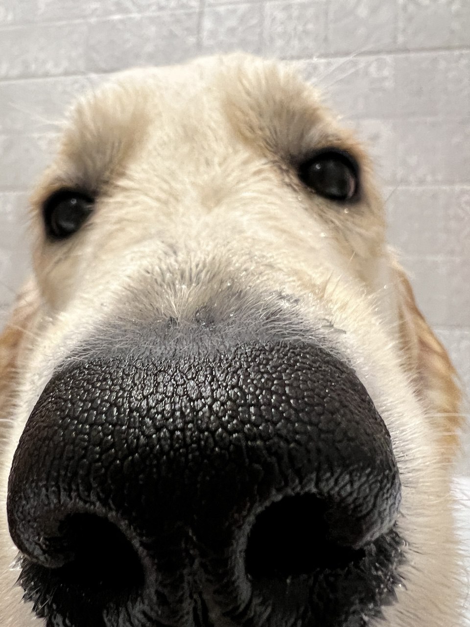 Фото питомца: пес Бер позирует