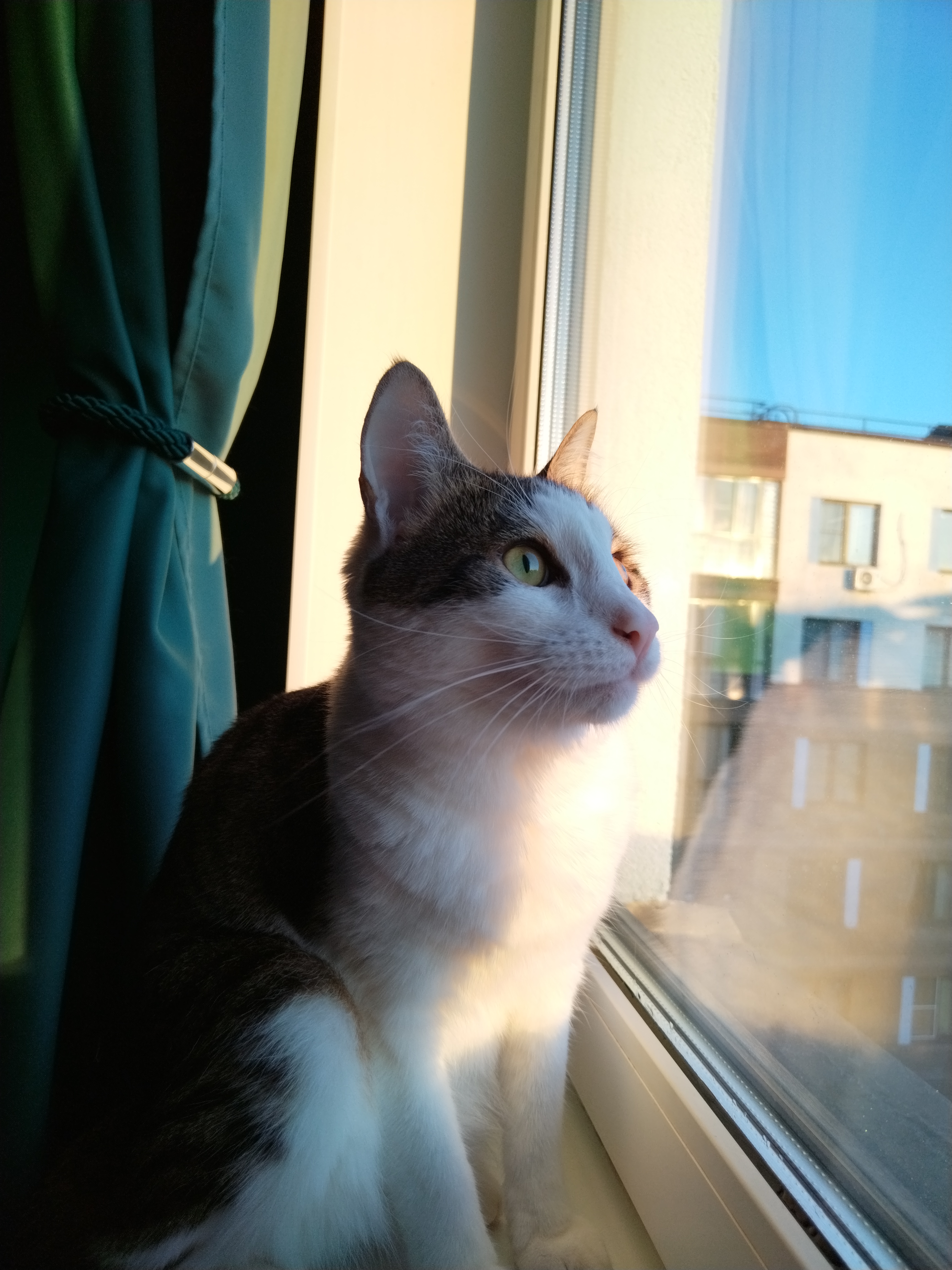 Фото питомца: кот Весемир наслаждается рассветом