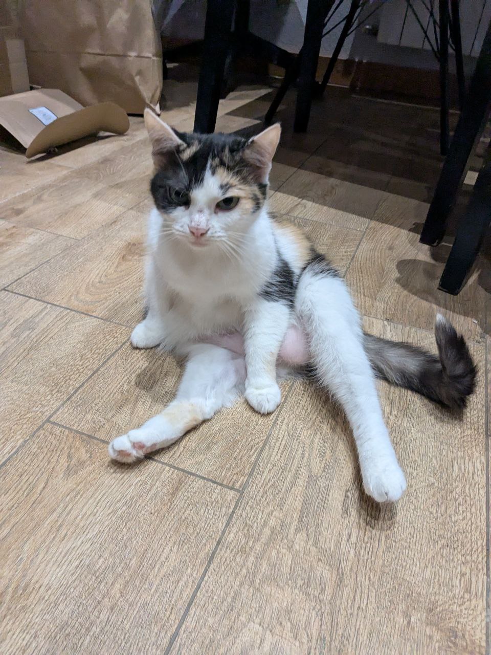 Фото питомца: кошка Матильда живет свою лучшую жизнь