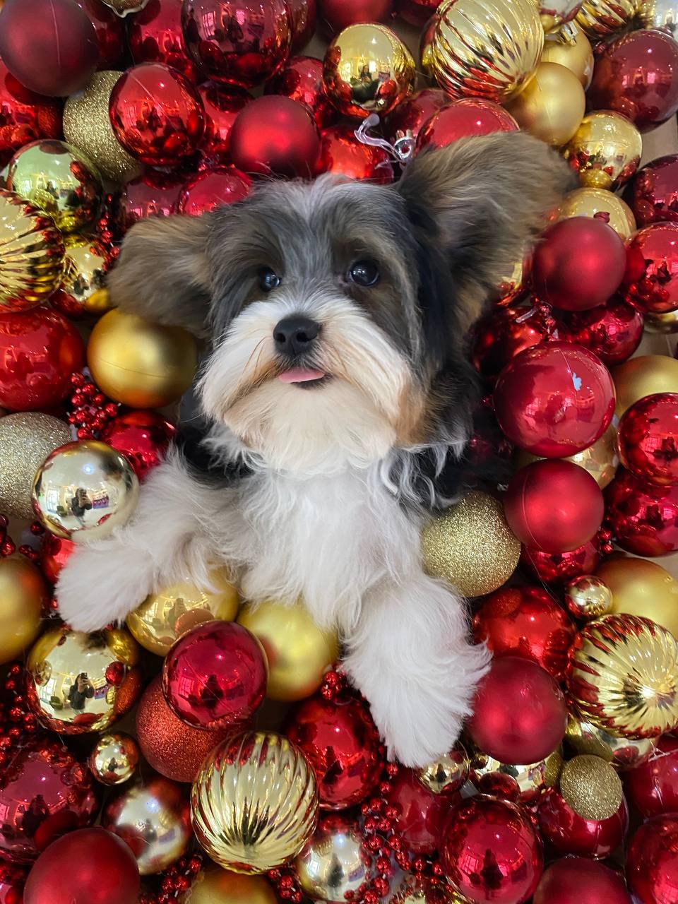 Фото питомца: щенок Теодор побывал на своем первом груминге