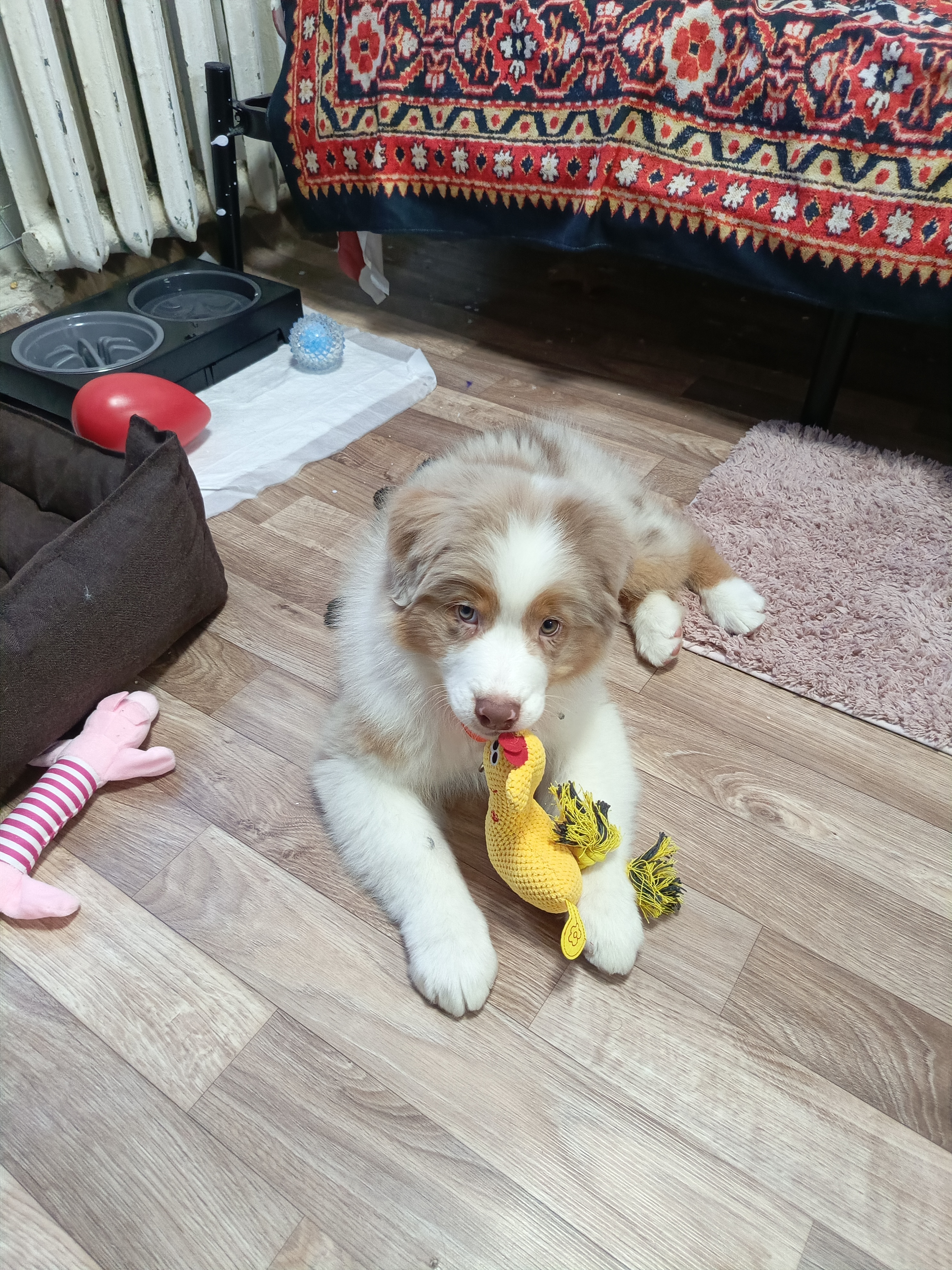 «Собака — мечта всей жизни»: как я решилась на покупку щенка аусси