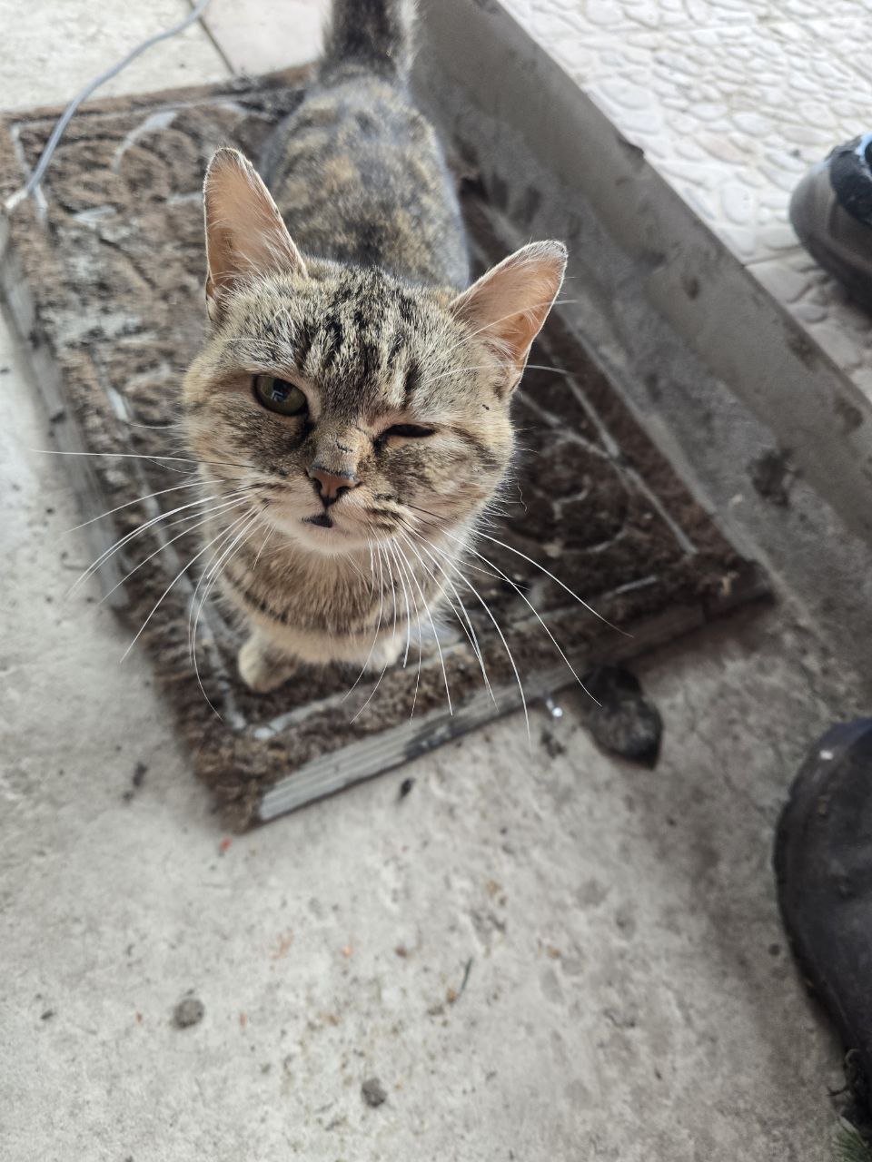 Как мы с наступлением холодов боролись с мышами в доме