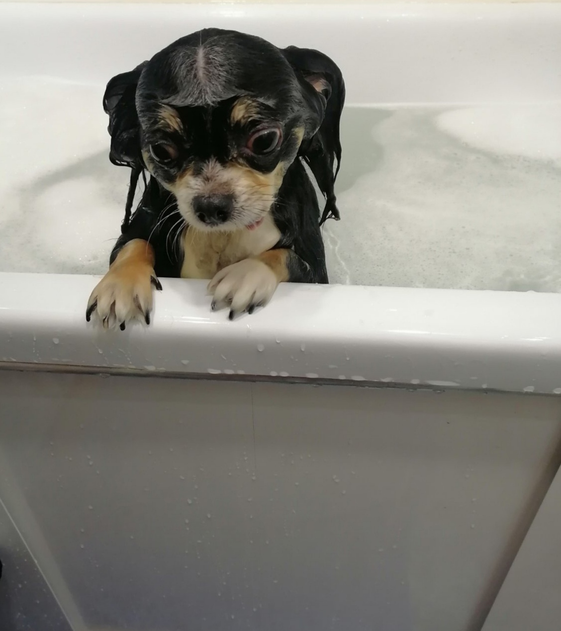 Фото питомца: собака принимает ванну