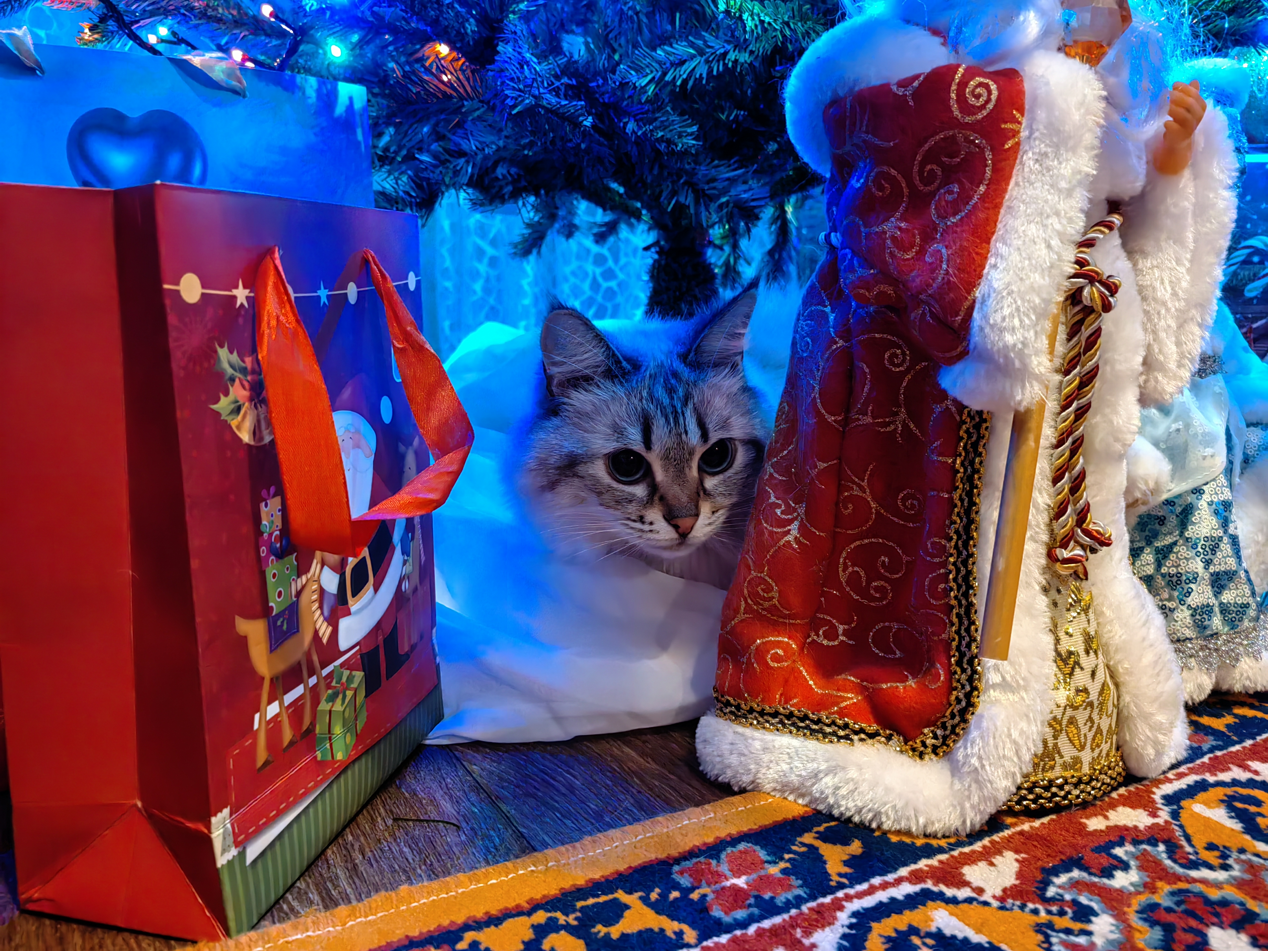 Фото питомца: кошка Катя караулит подарки