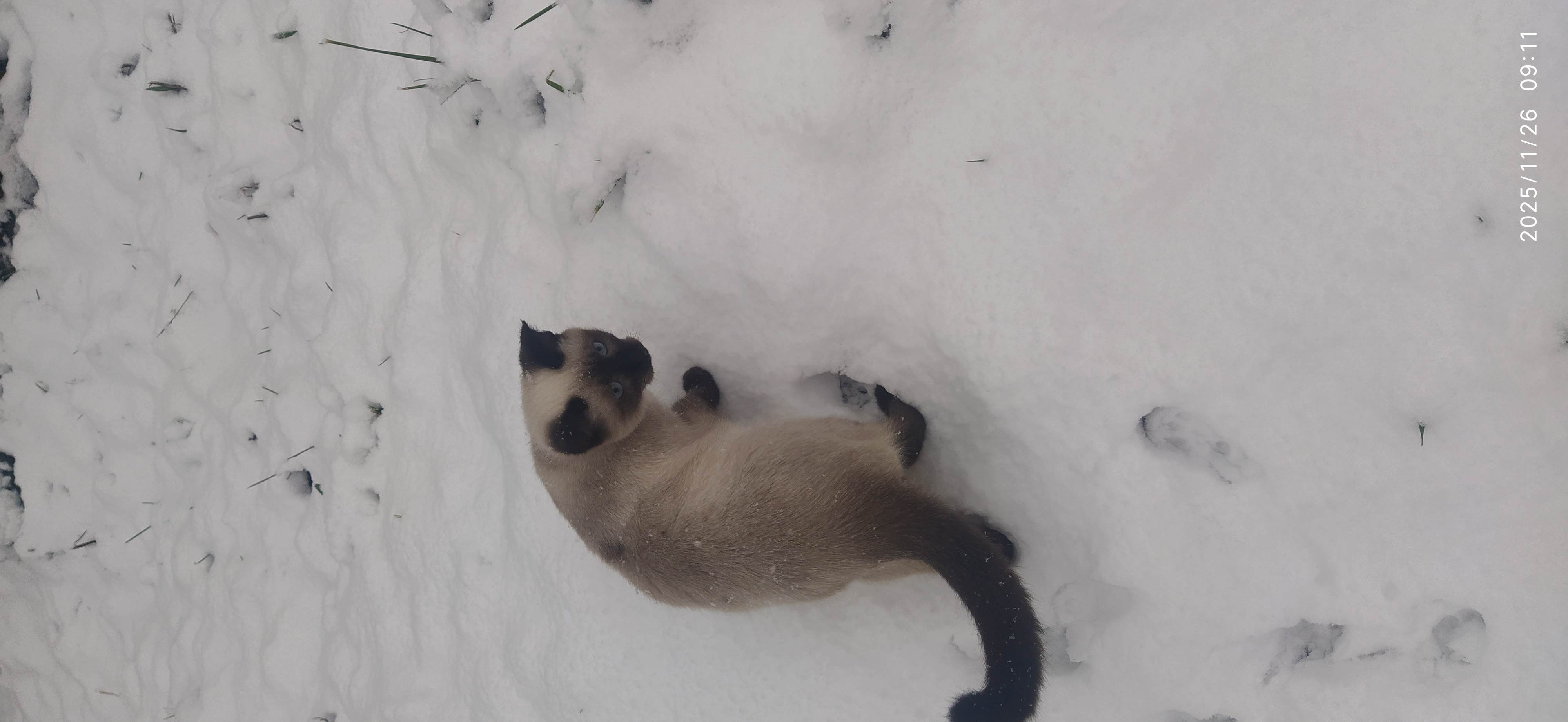 Фото питомца: кот Себастьян первый раз видит снег