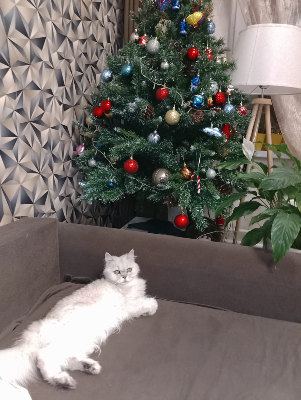 Фото питомца: кошка Милка в ожидании подарков