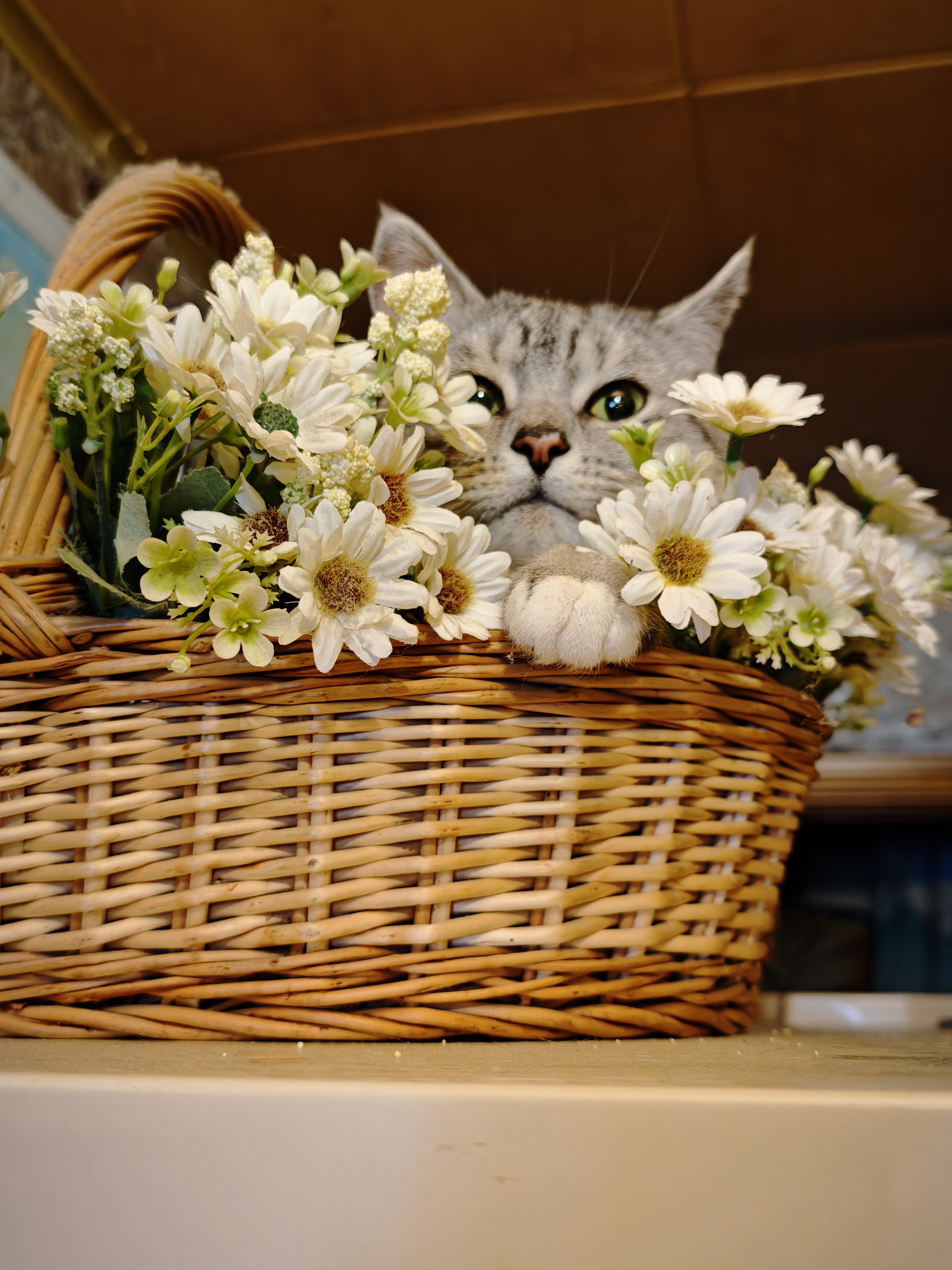 Фото питомца: кот Кузя — любитель всяческих корзинок