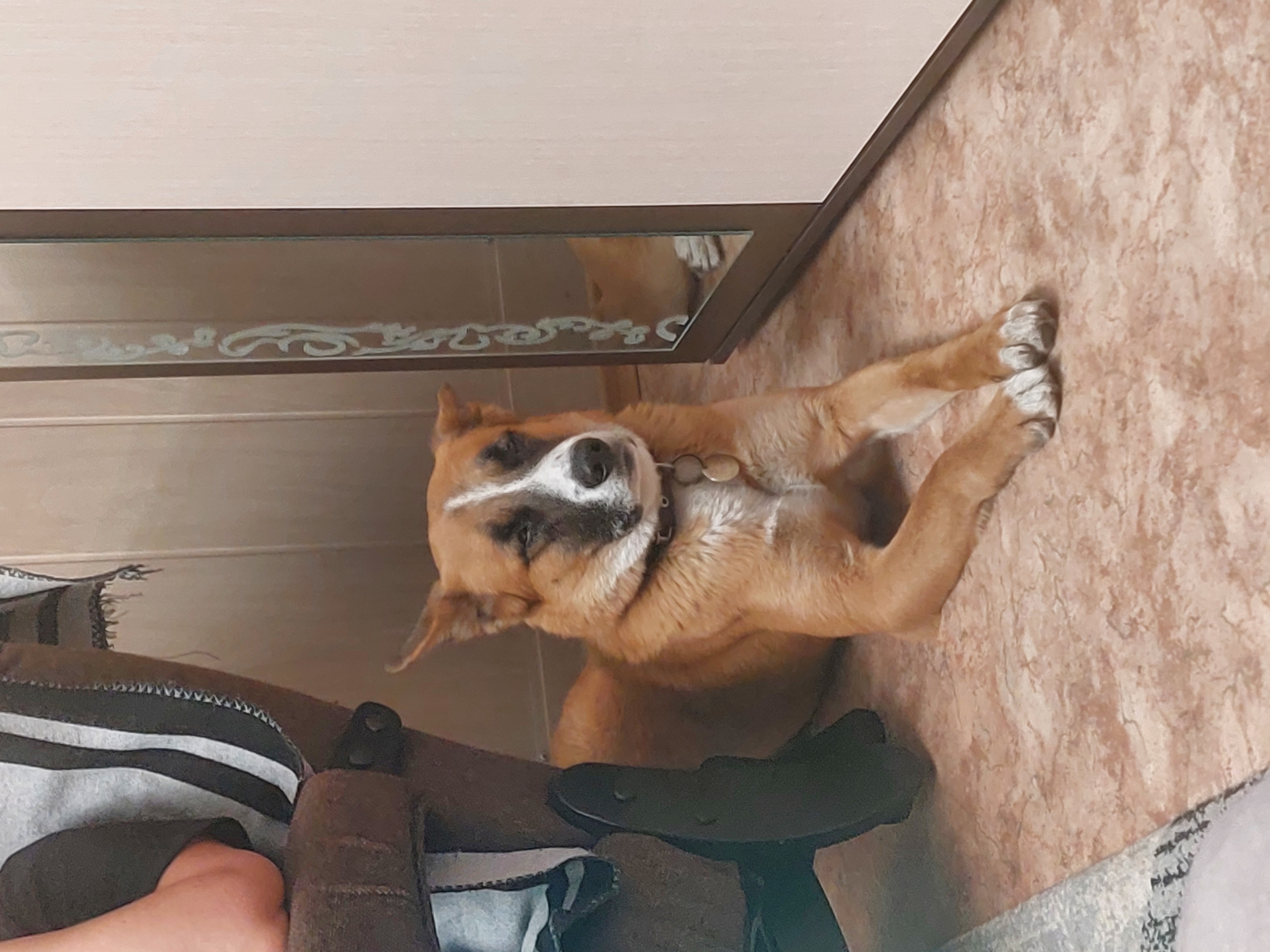 Фото питомцев: собаки Жорик, Гром и Лиза живут свою лучшую жизнь