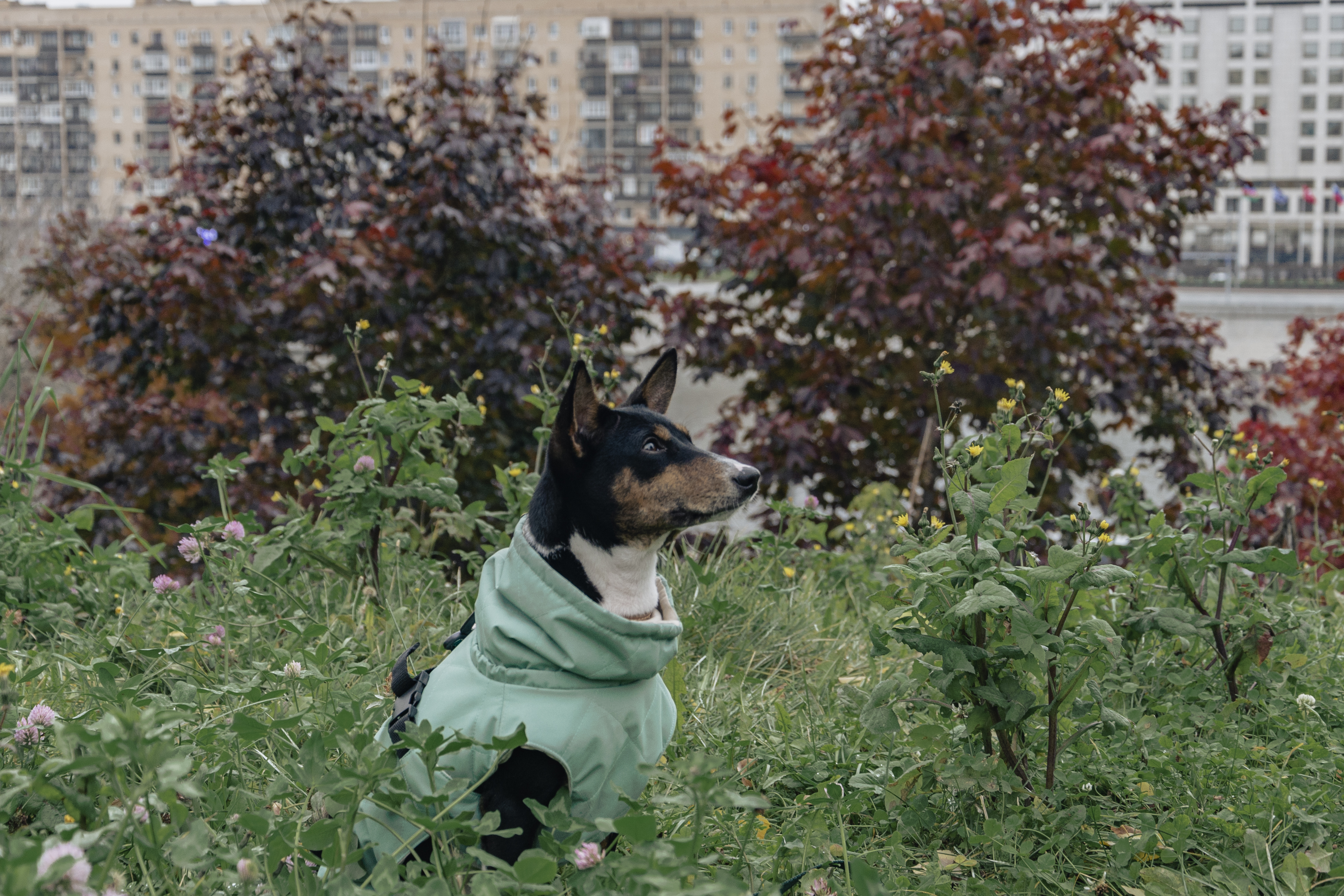 Фото питомца: басенджи Чани