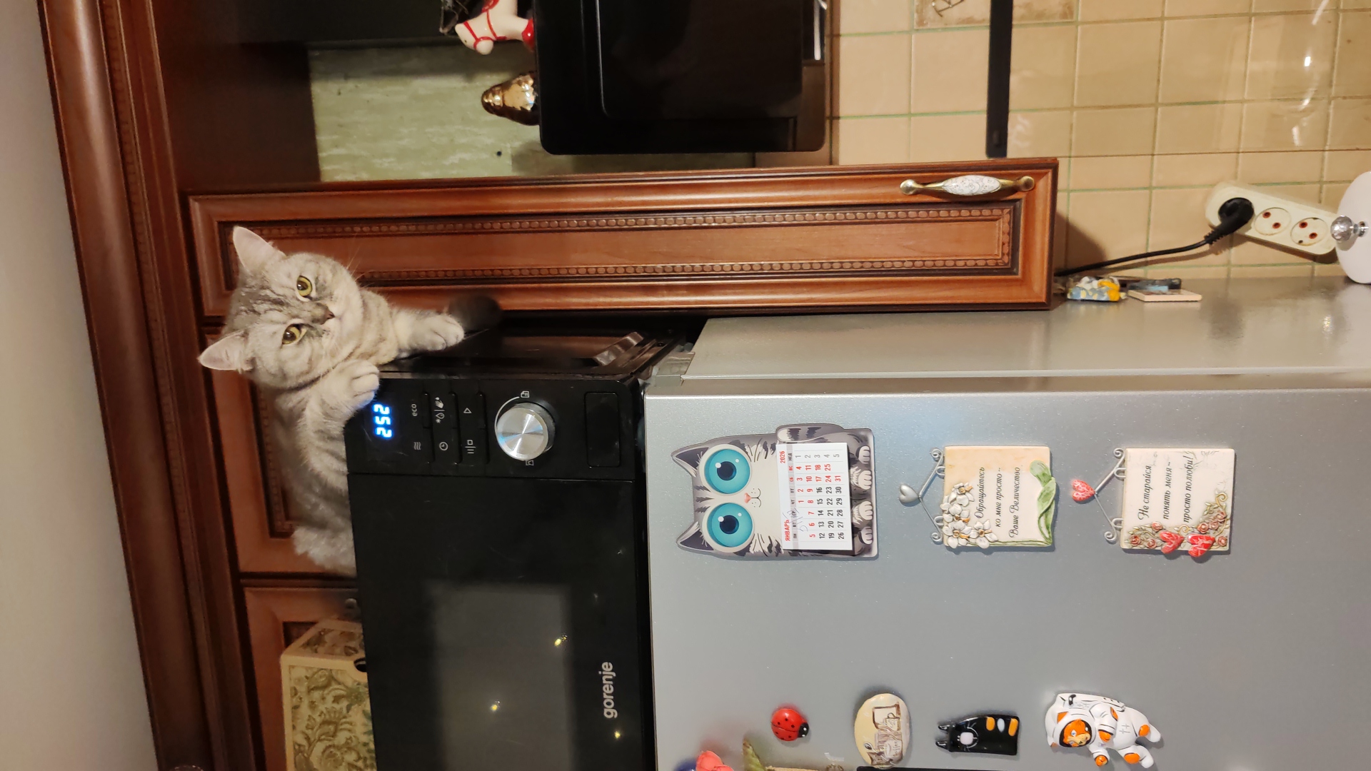 Фото питомца: кошечка Манюся следит за вами