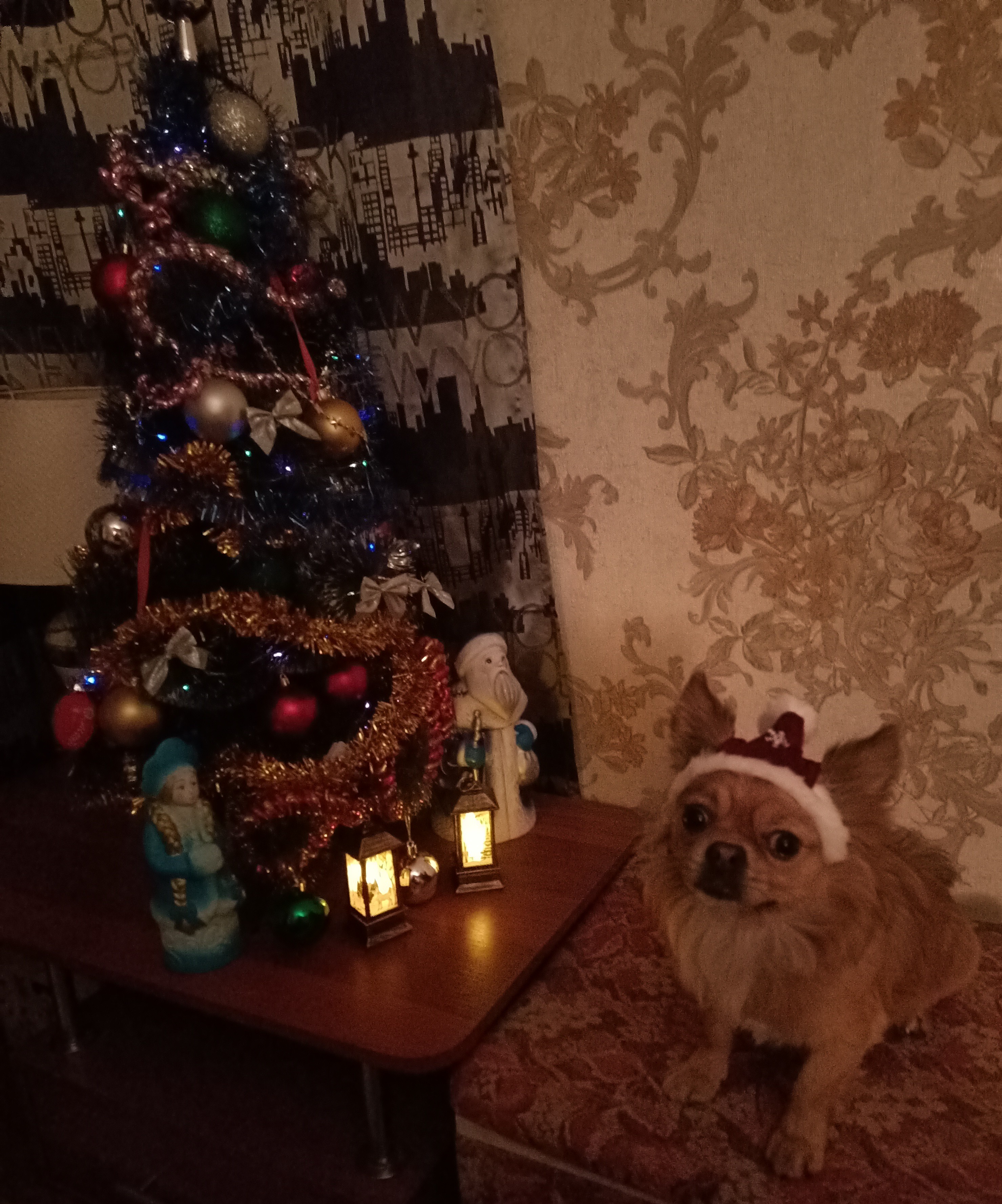 Фото питомца: чихуахуа Фунтик готов к Новому году