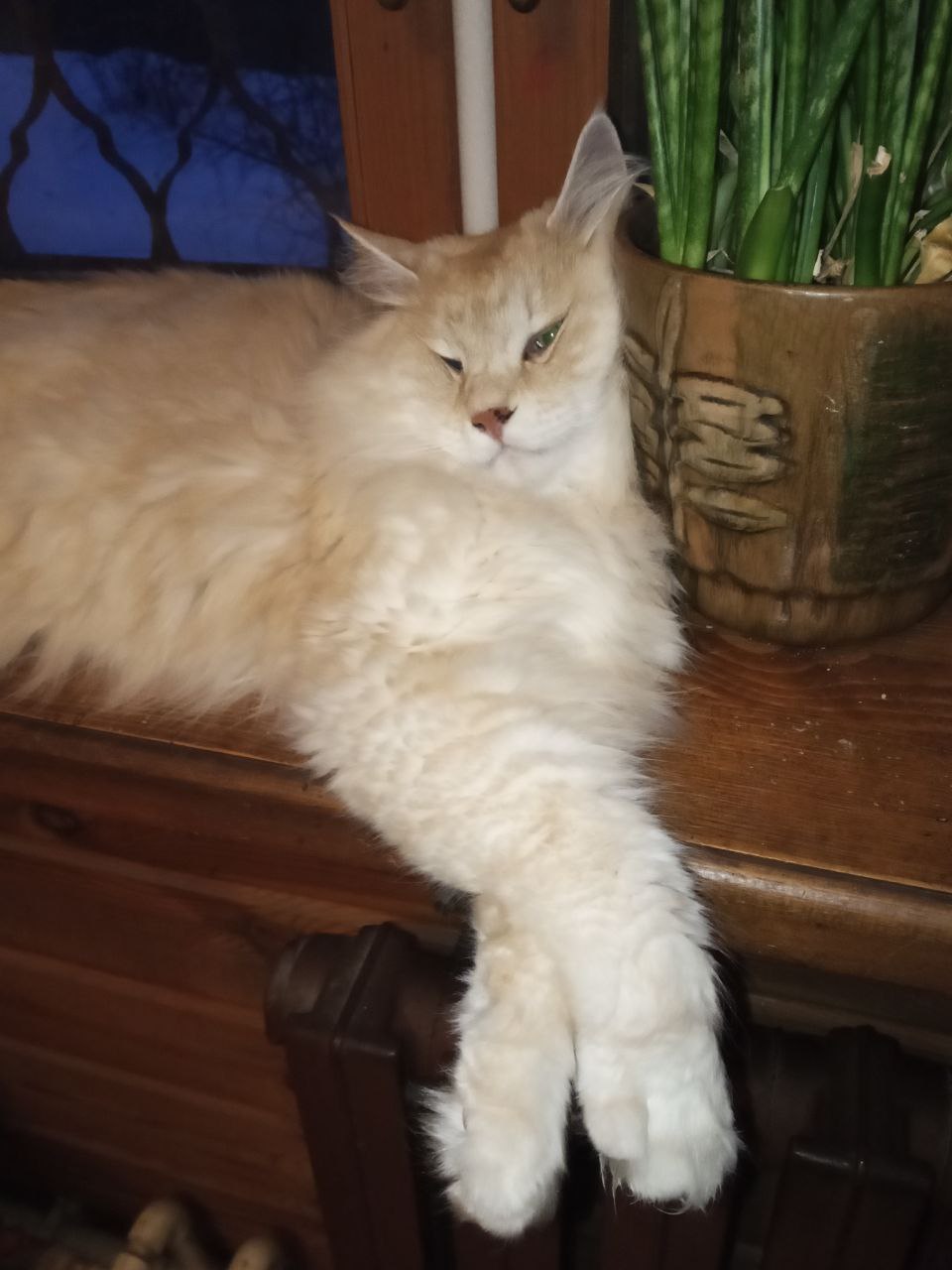 Фото питомцев: курильские бобтейлы Барон и Батон безмятежно спят