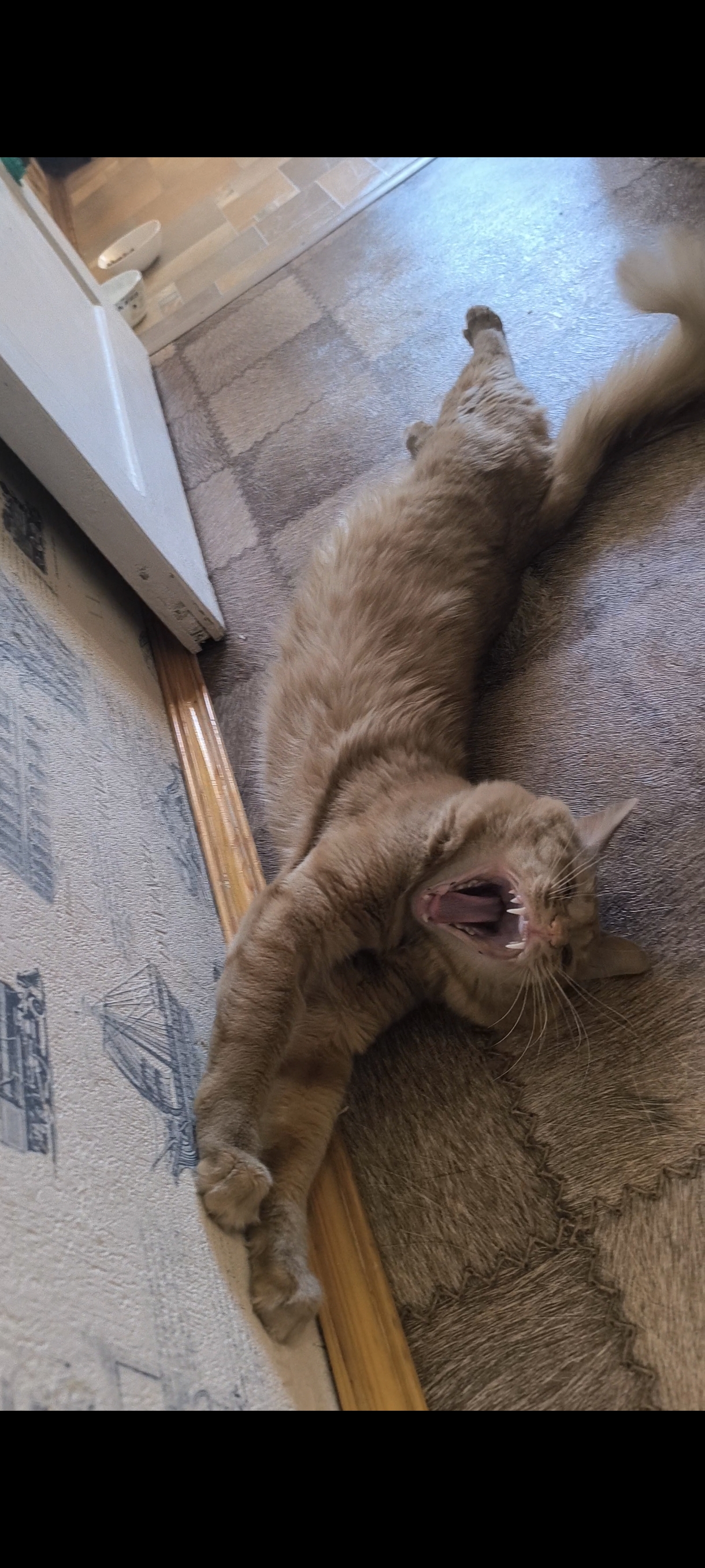 Фото питомца: домашний тигр