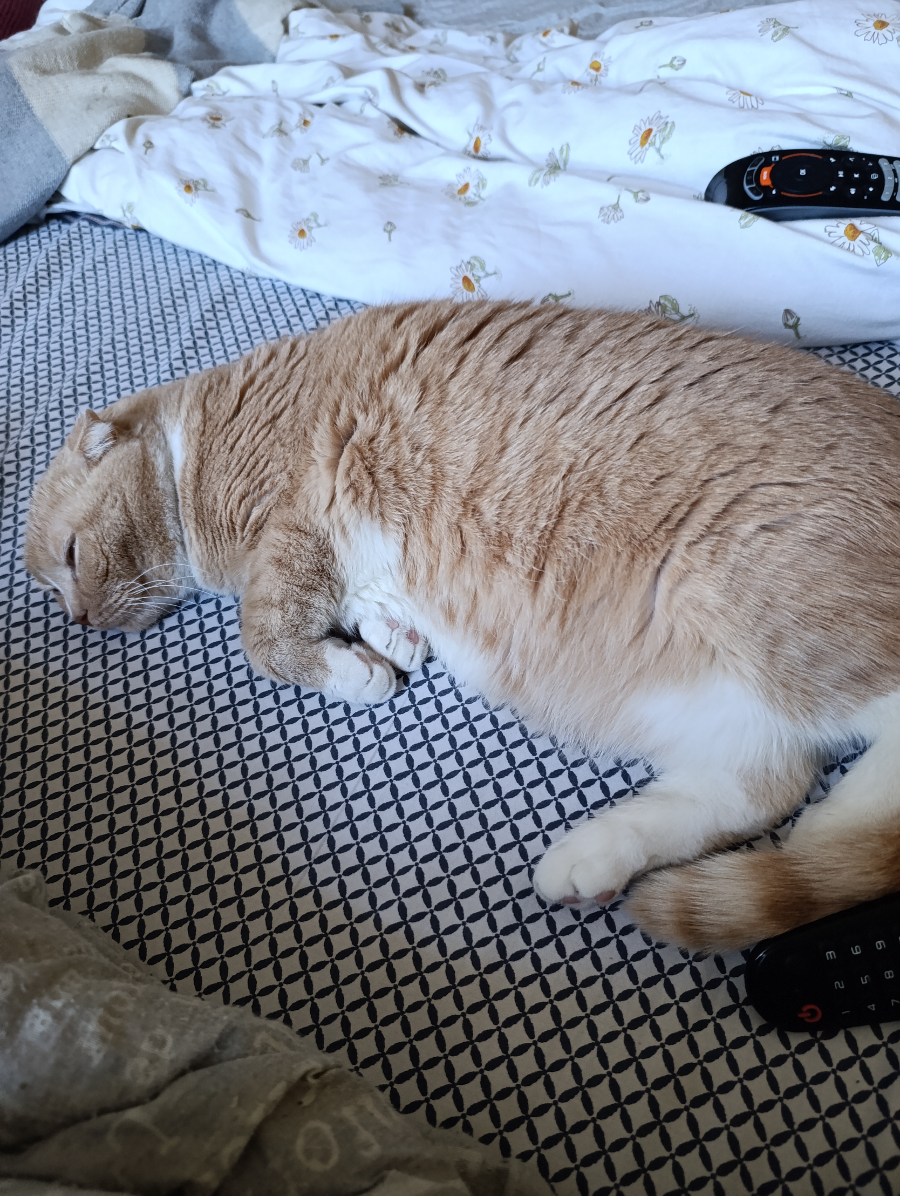 Фото питомцев: в доме появилась черная Буся, Марсику покой теперь только снится