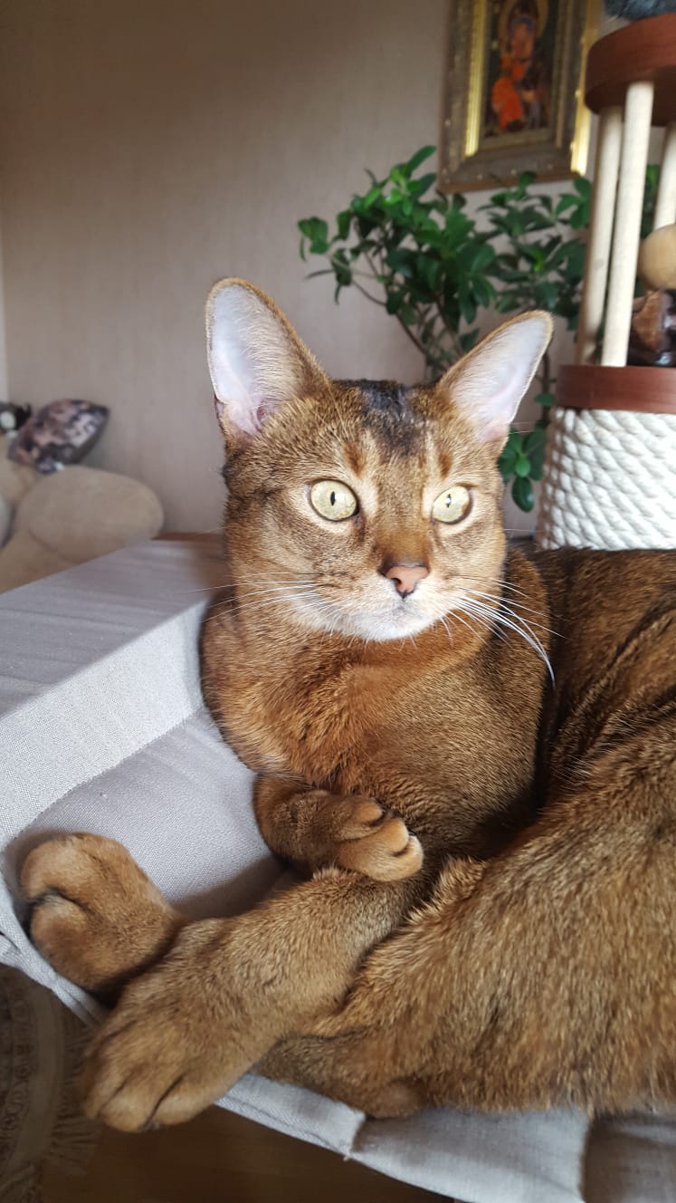 Фото питомца: очень умный кот Симба