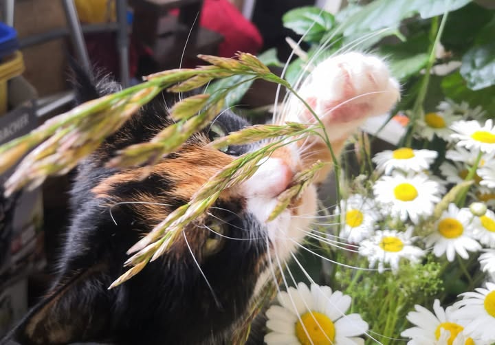 Фото питомца: кошка Дуся изучает цветы