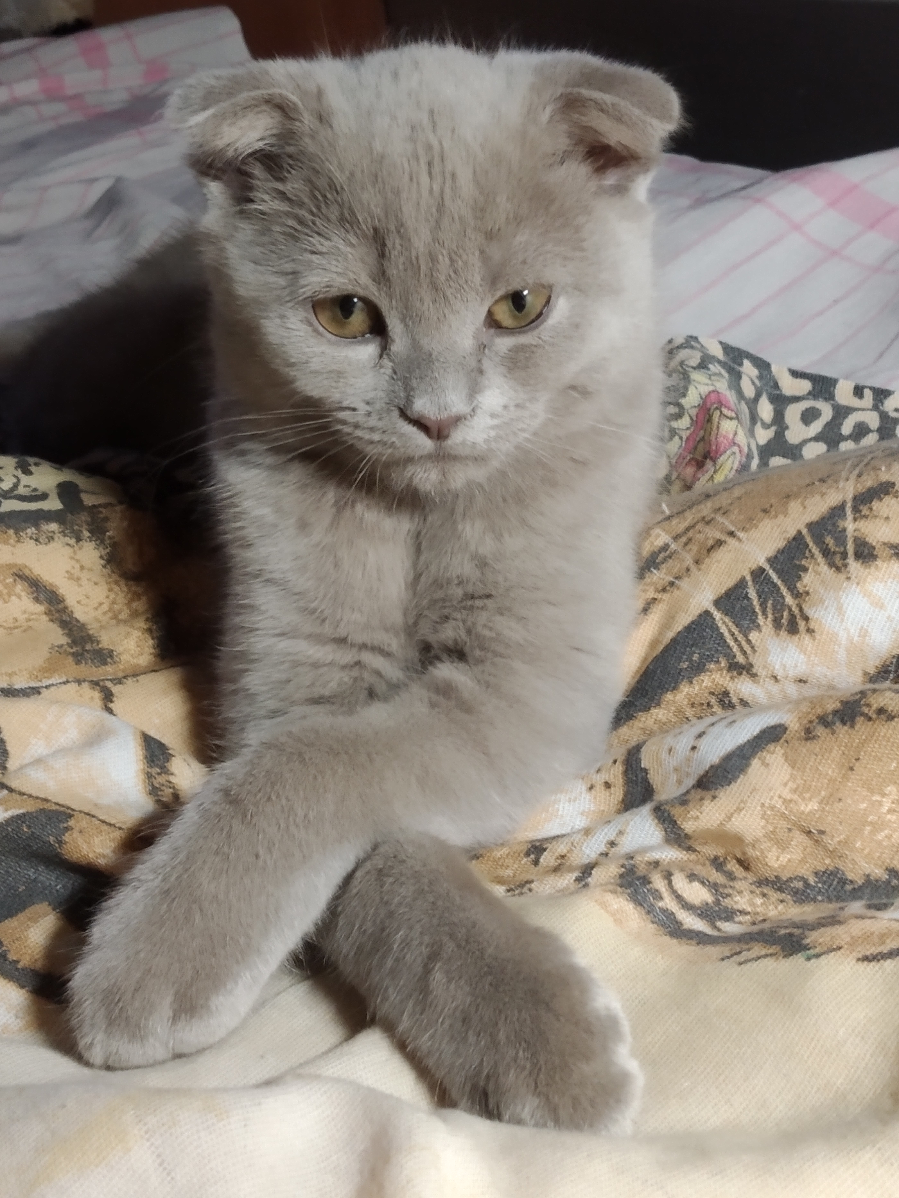 Фото питомца: кот Мишель наслаждается жизнью