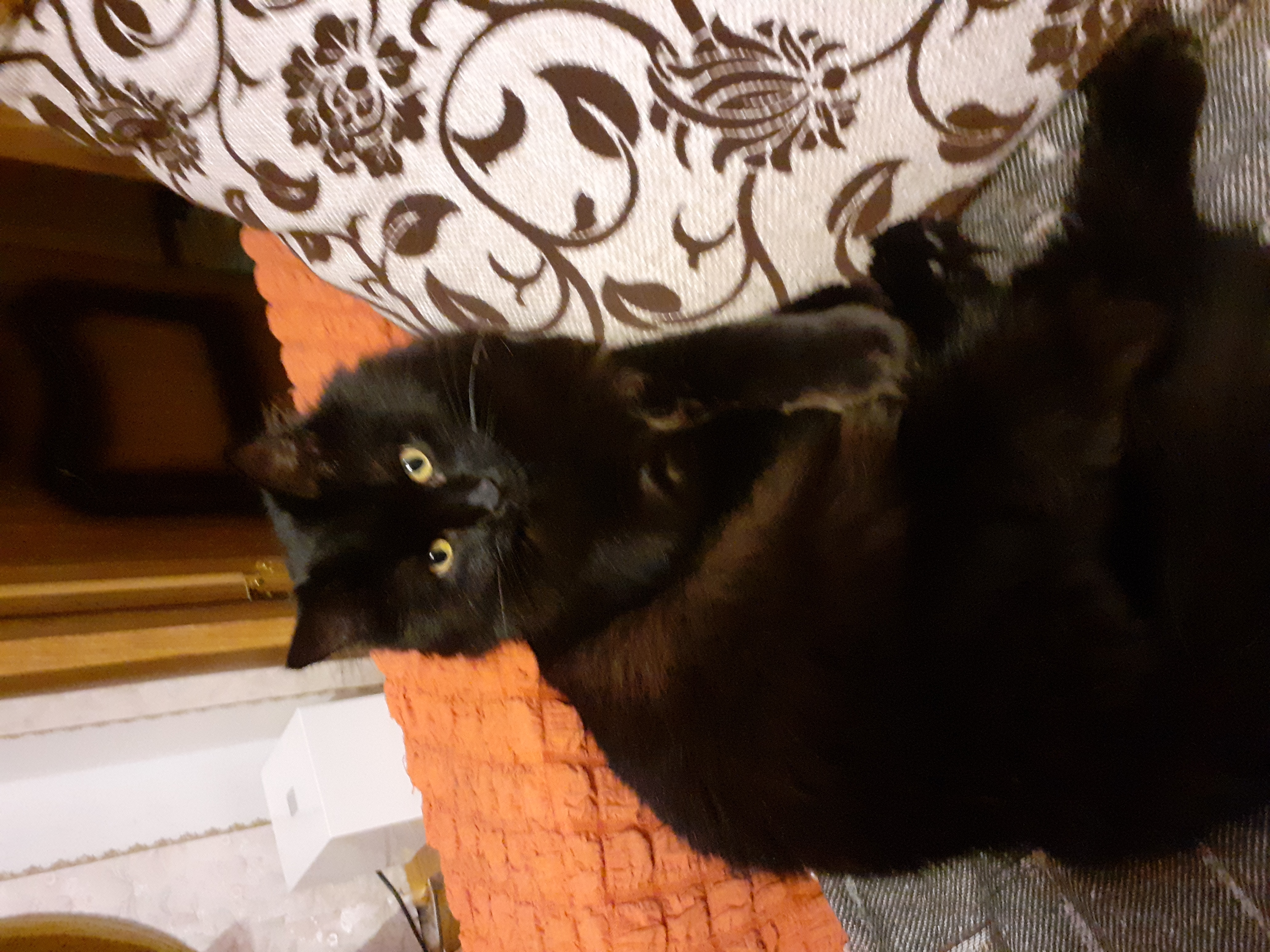 Фото питомца: кот Черныш