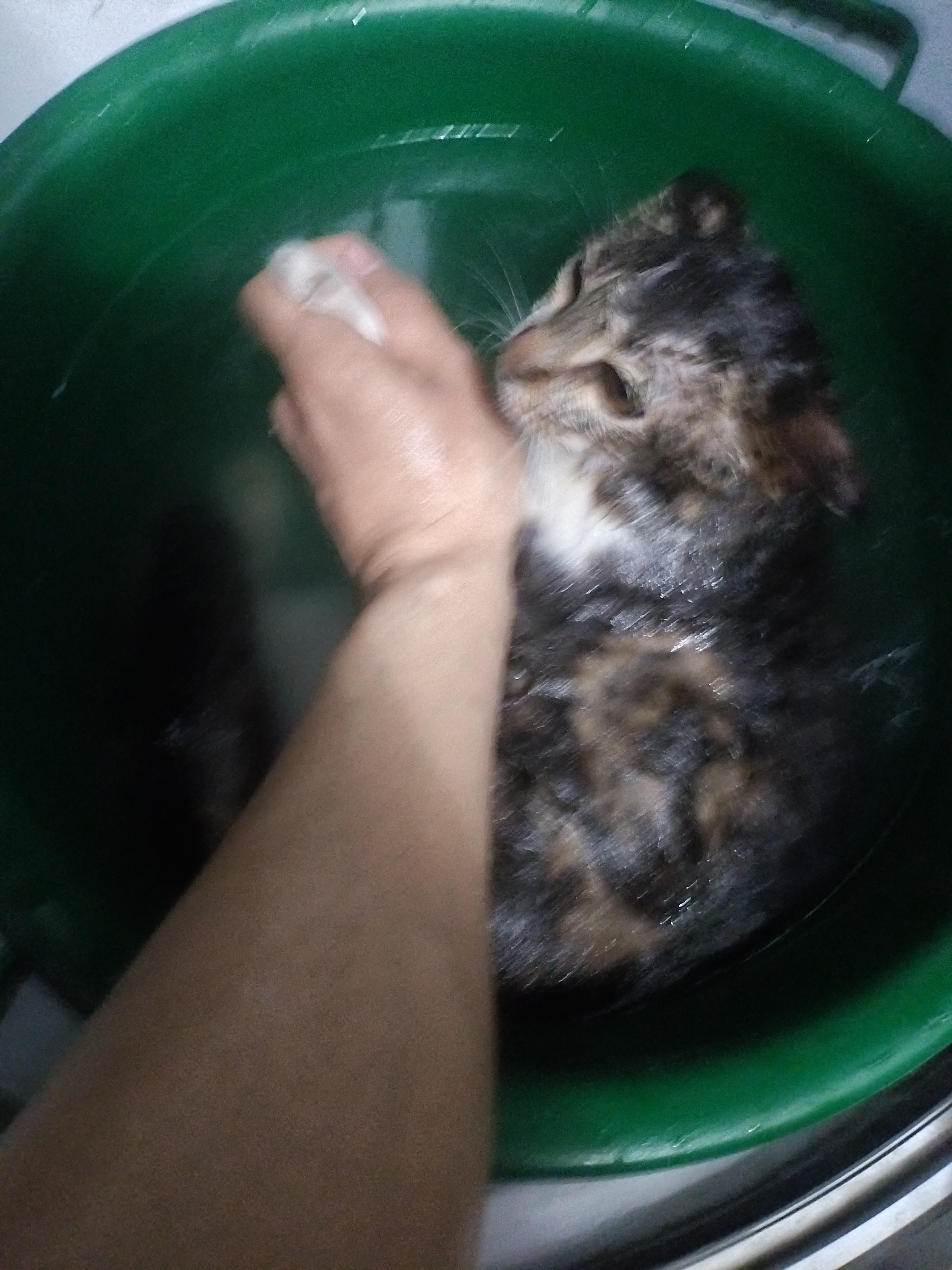 Фото питомца: кот Усик помылся