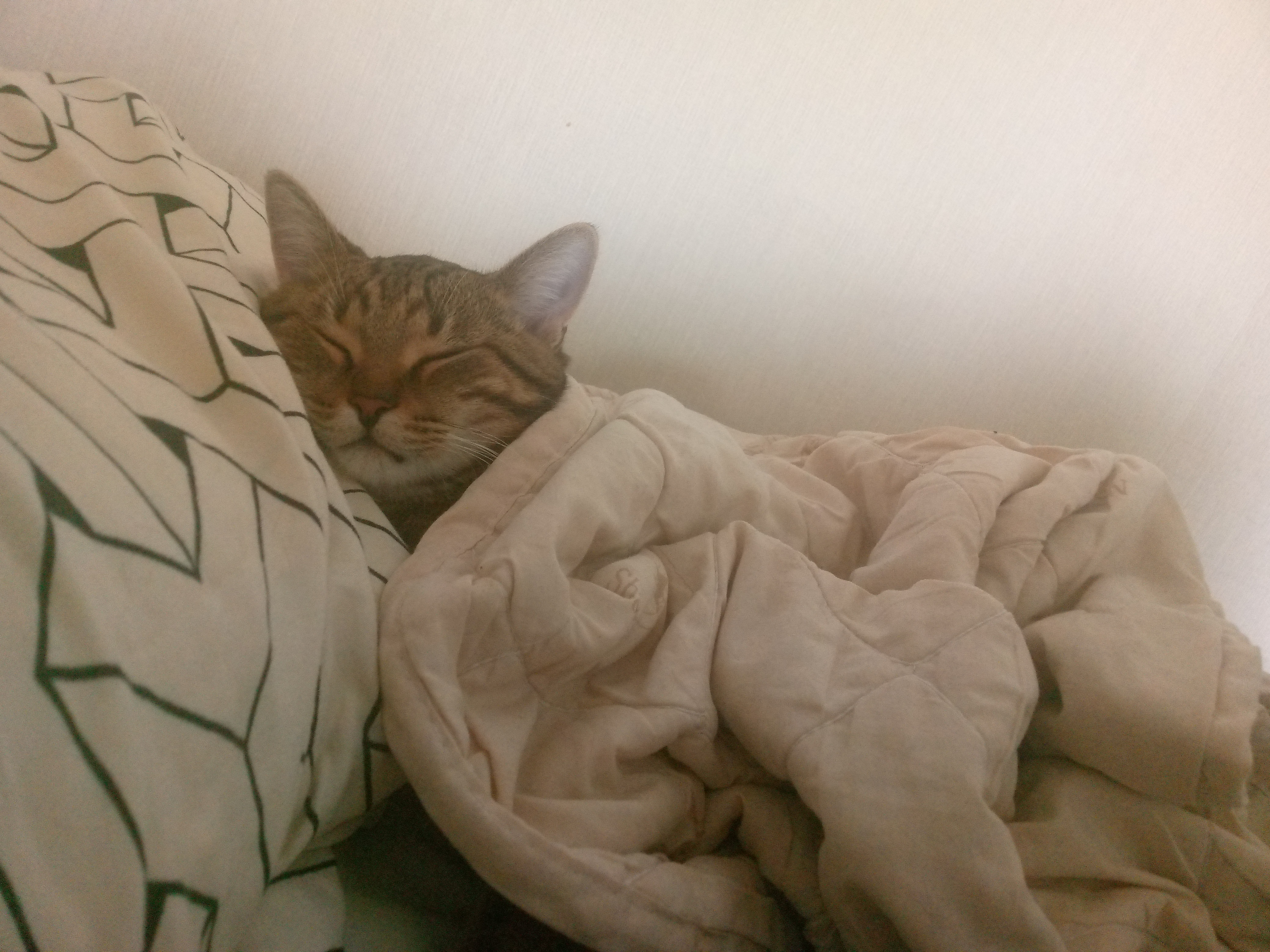 Фото питомца: кот Арбуз спит