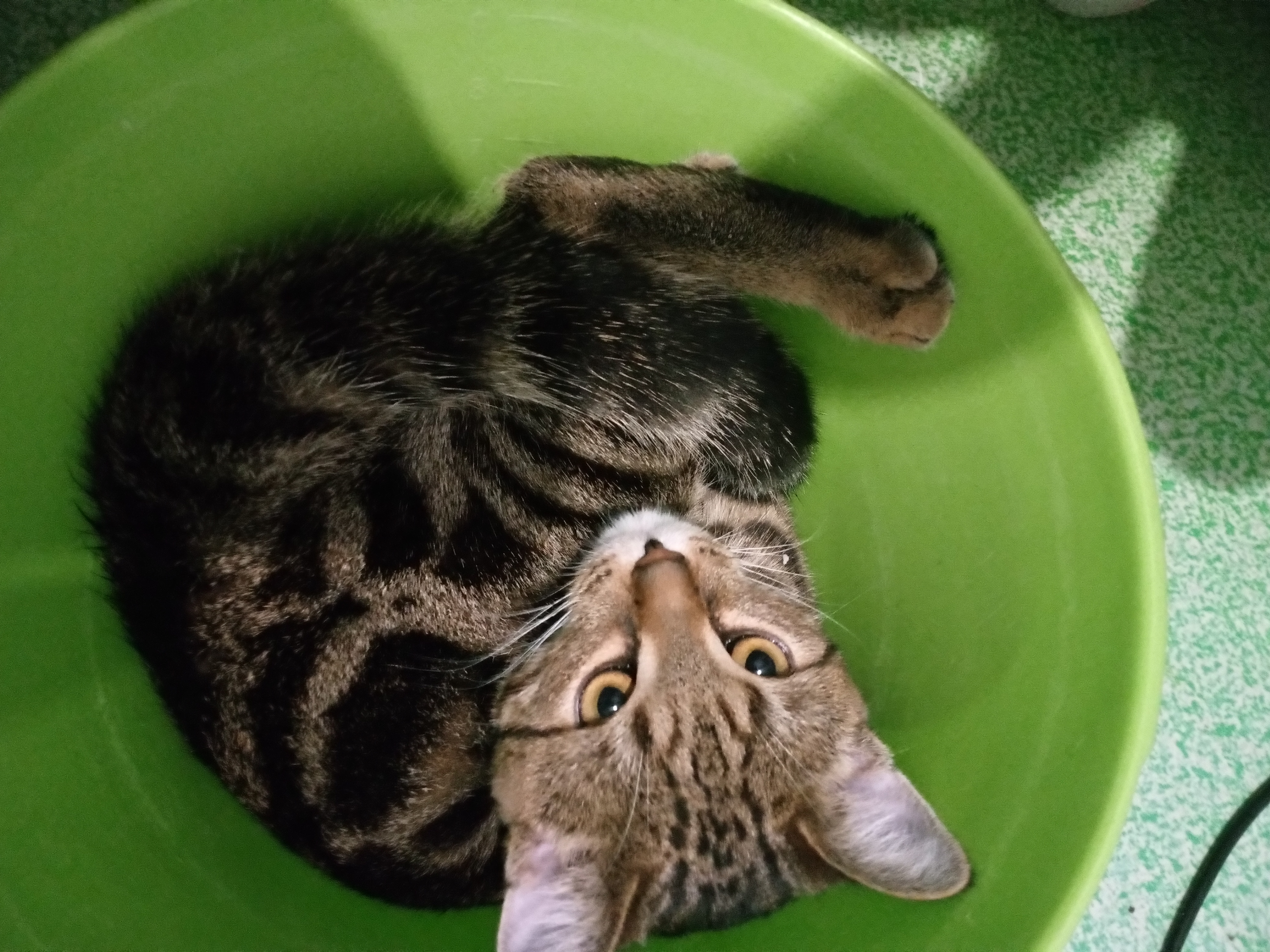 Фото питомца: кот забрался в ведро