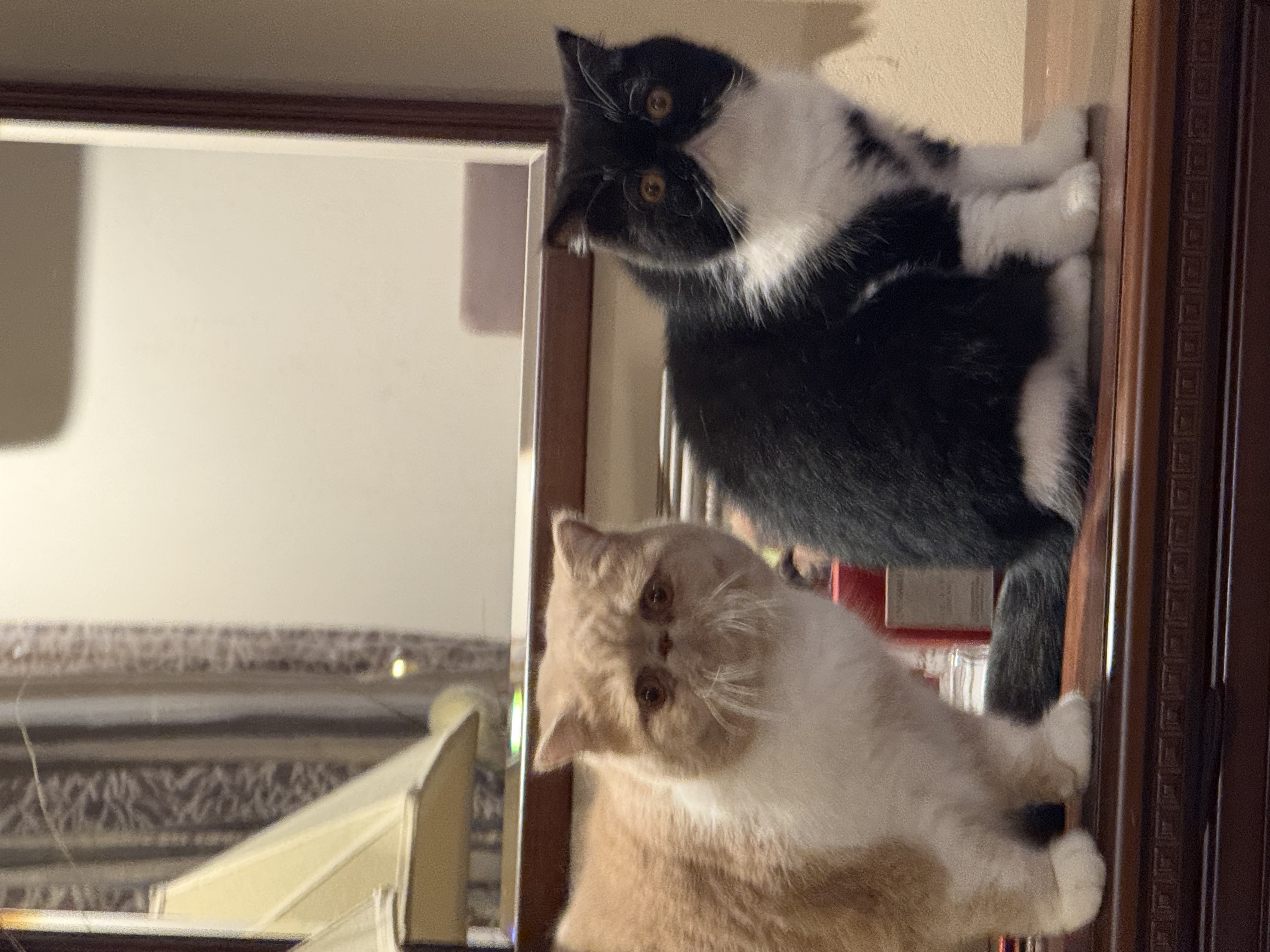 Фото питомцев: кот Этьен Карлович и кошка Карменсита неразлучны