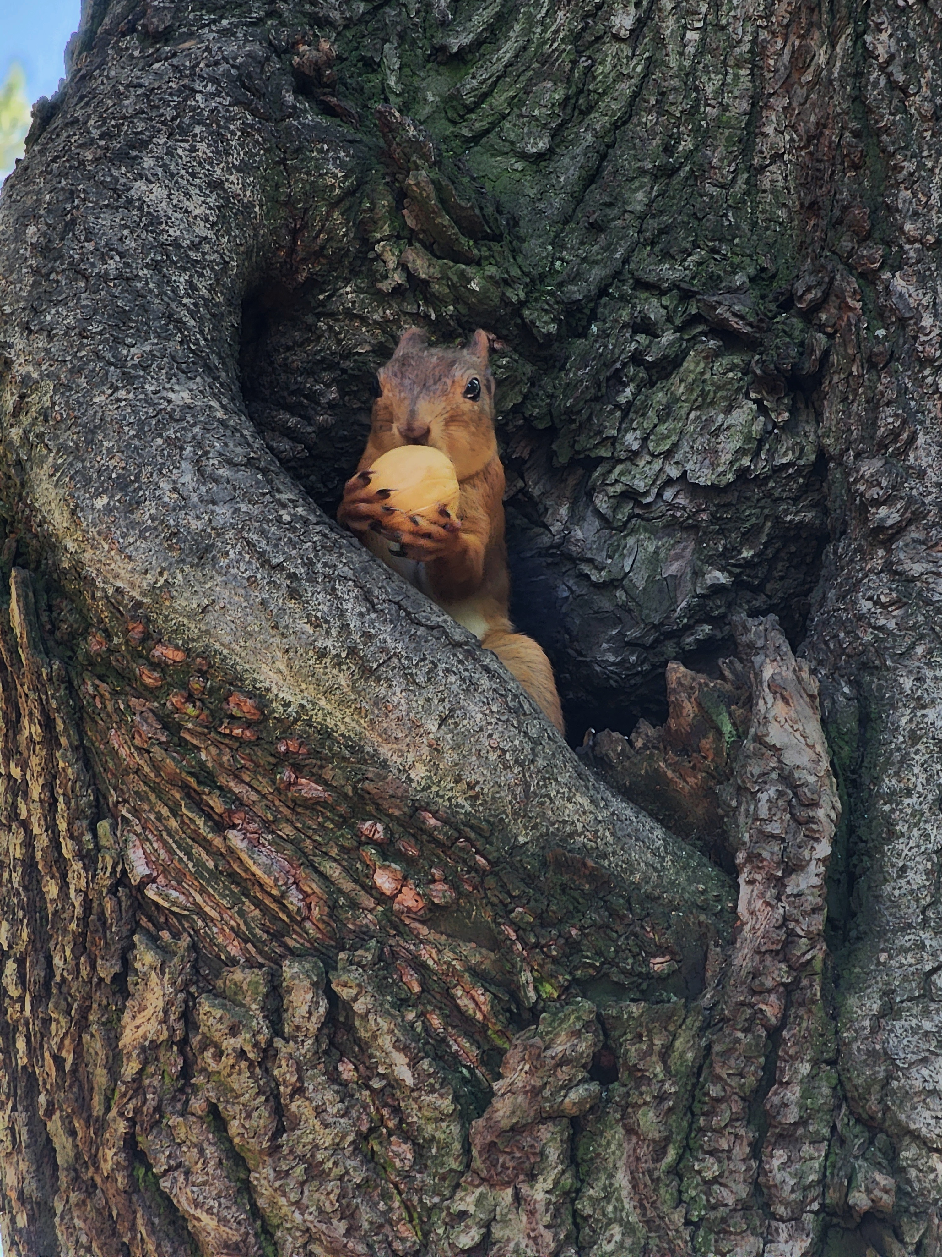 Мобильное фото: подмосковные белки