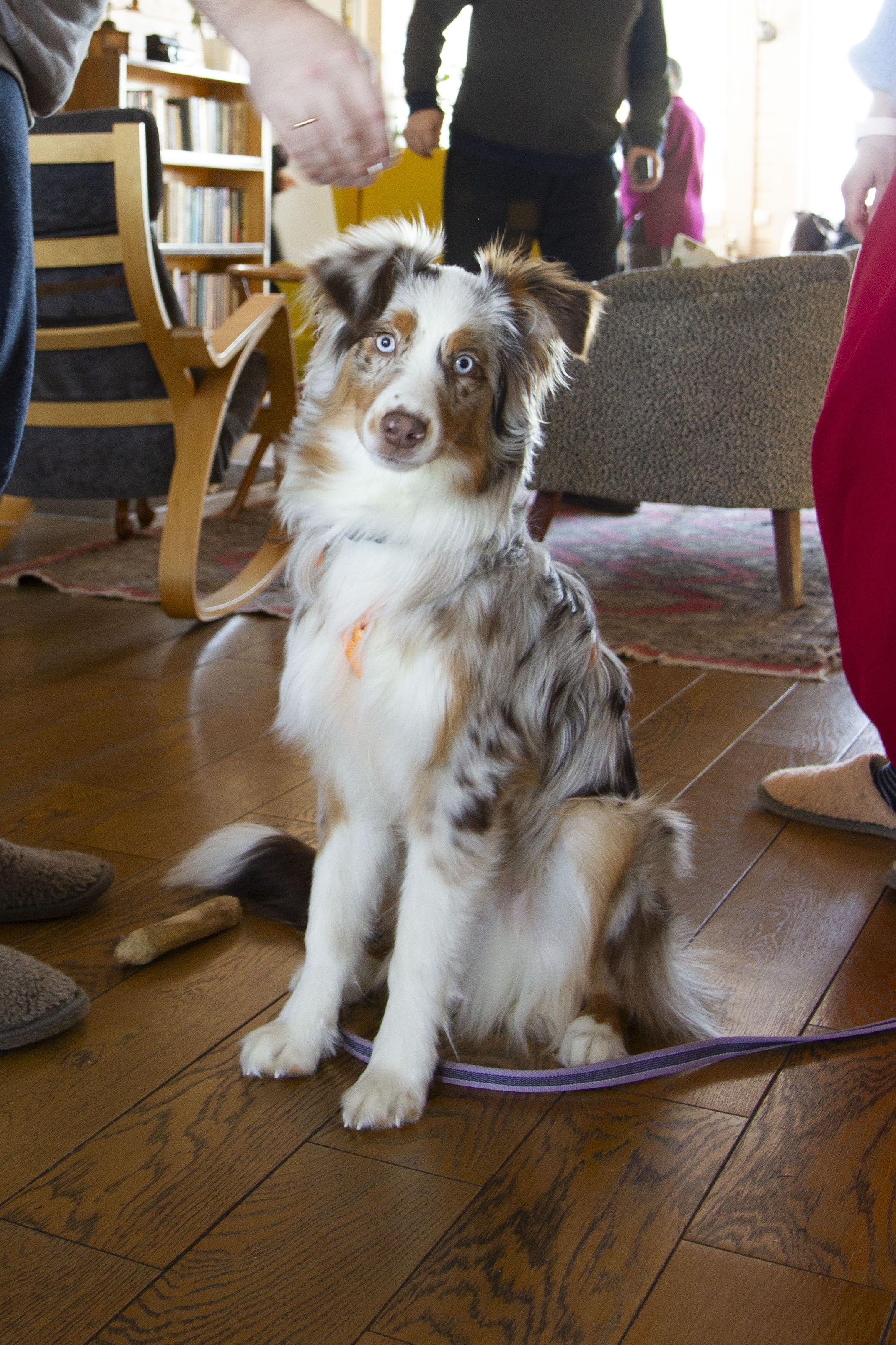 Фото питомца: пес Сириус отдыхает на «Болотов.Даче»