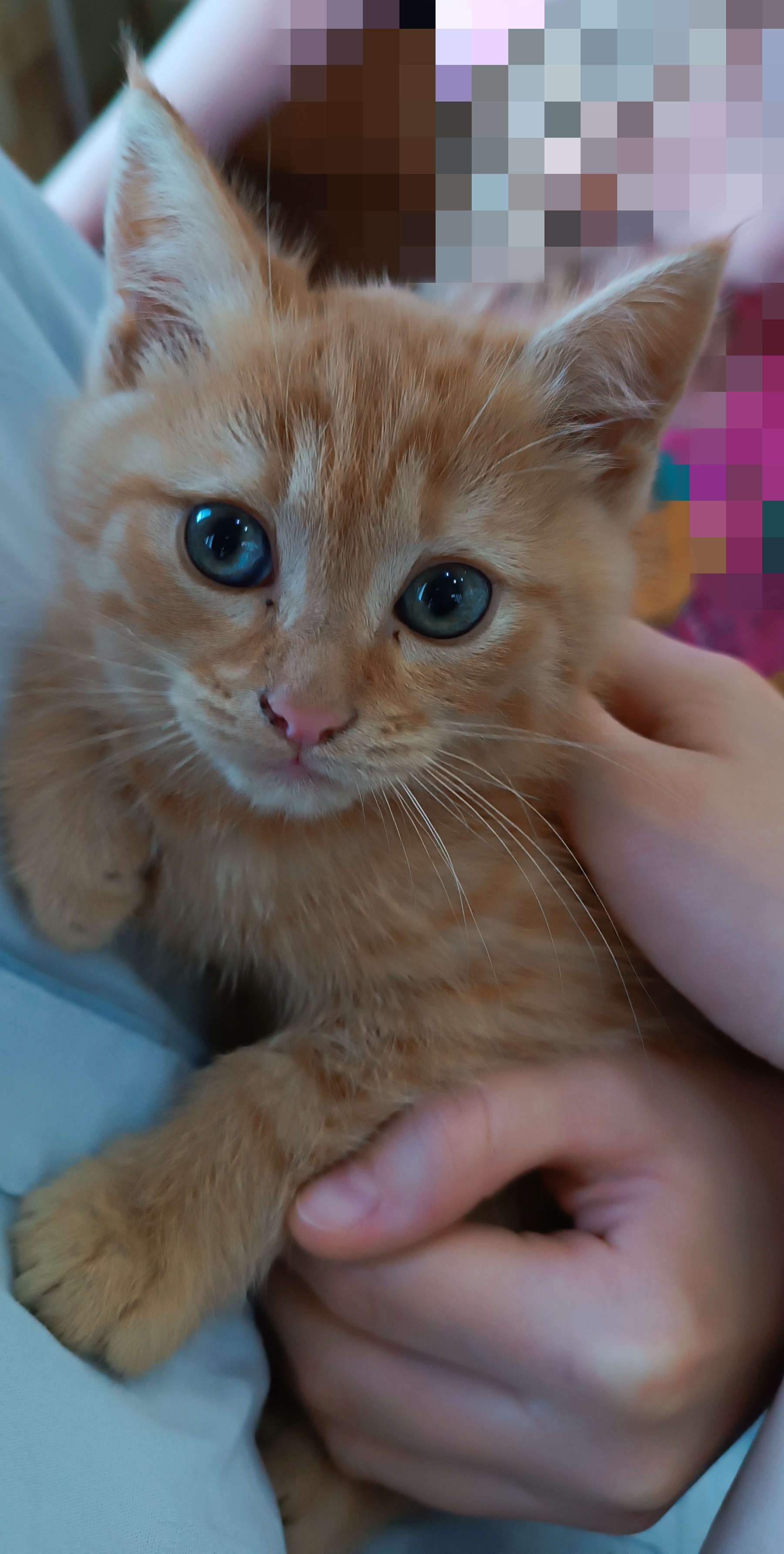 До и после: кот Печенька в 1,5 месяца и спустя полгода