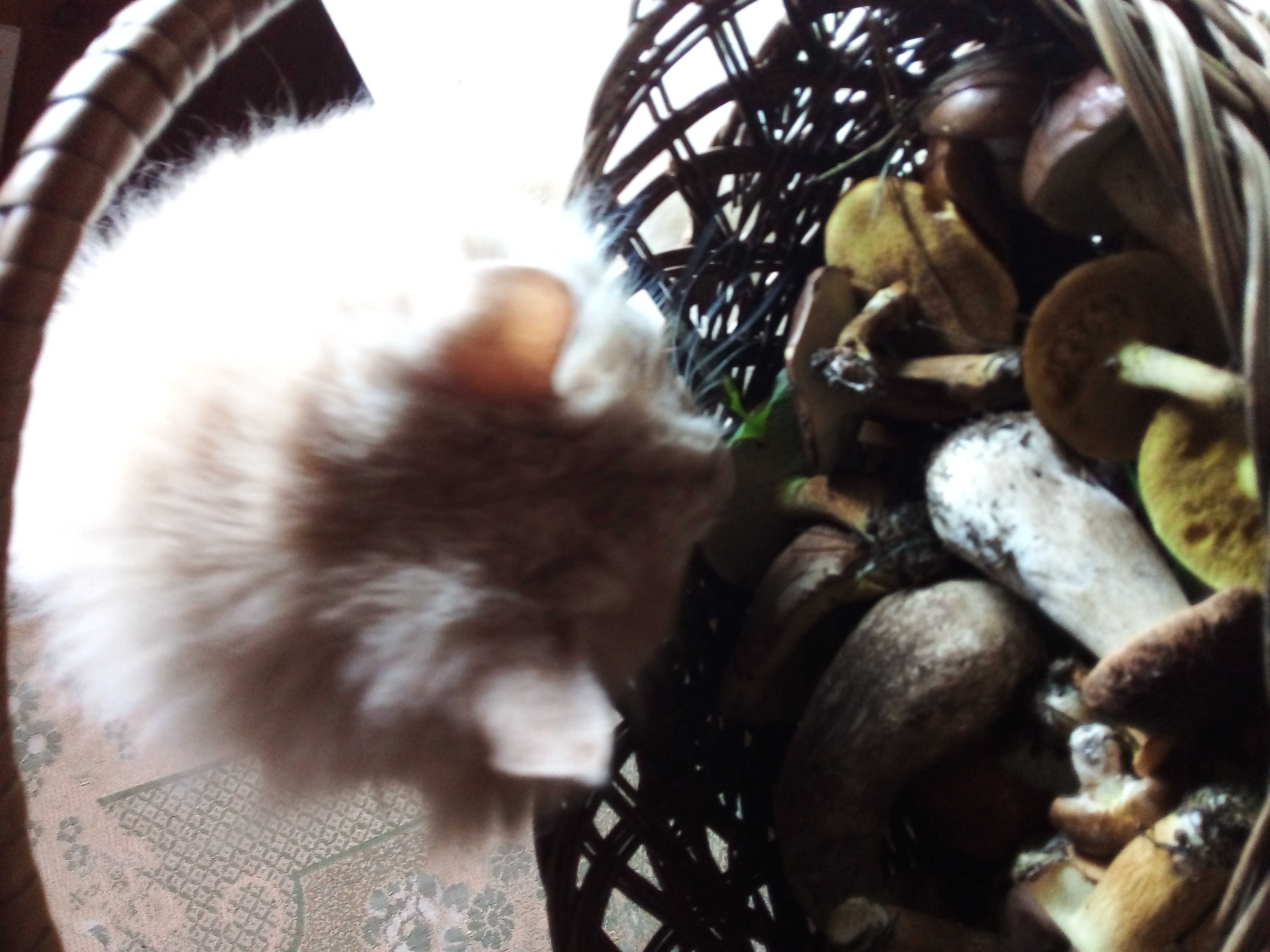 Фото питомца: курильский бобтейл Барон изучает осенние грибочки