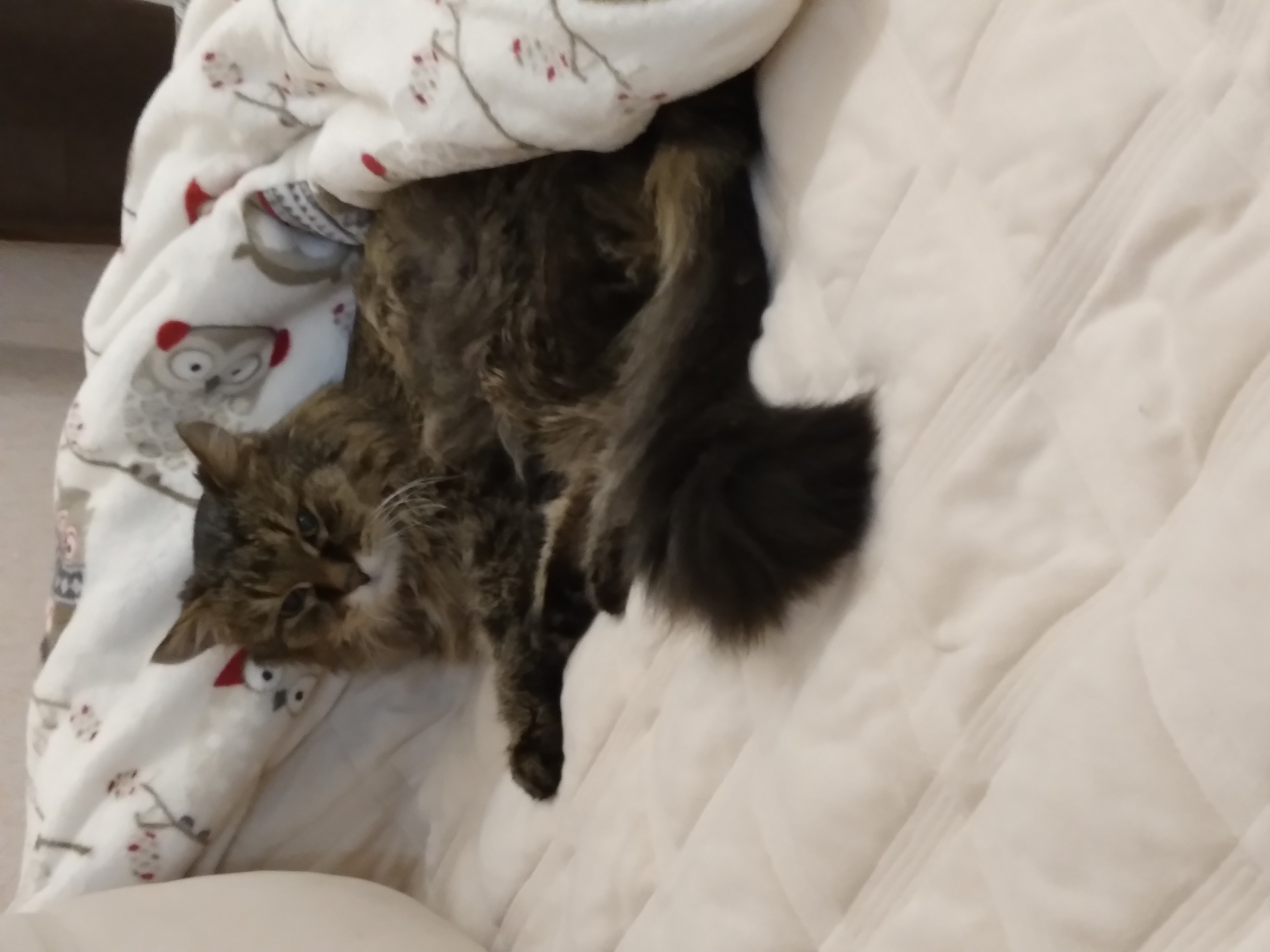 Фото питомца: кот Бонифаций Матвеич отдыхает