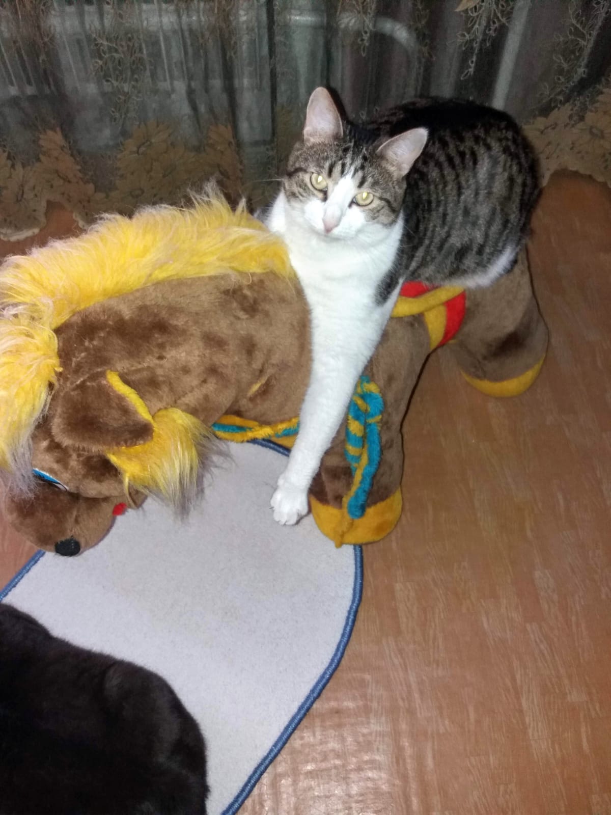 Фото питомца: кот Кузя верхом на игрушечной лошадке