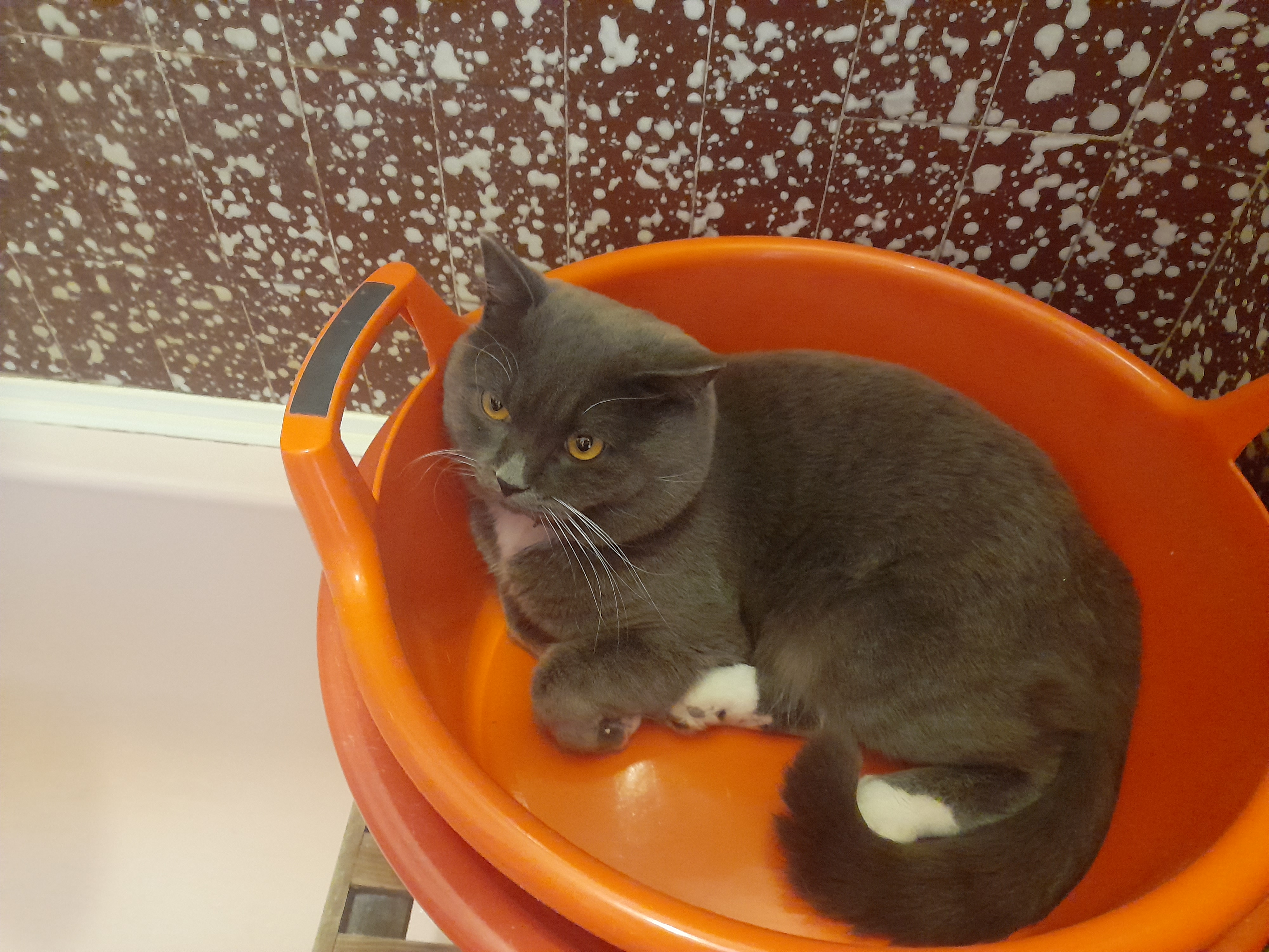 Фото питомца: кот Джонни лежит в тазу