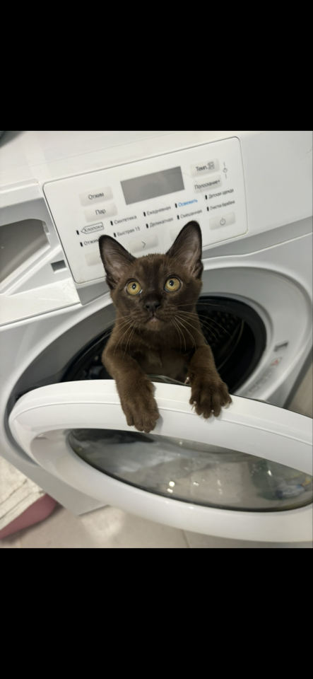 Фото питомца: кошачьи будни, первым делом стирка