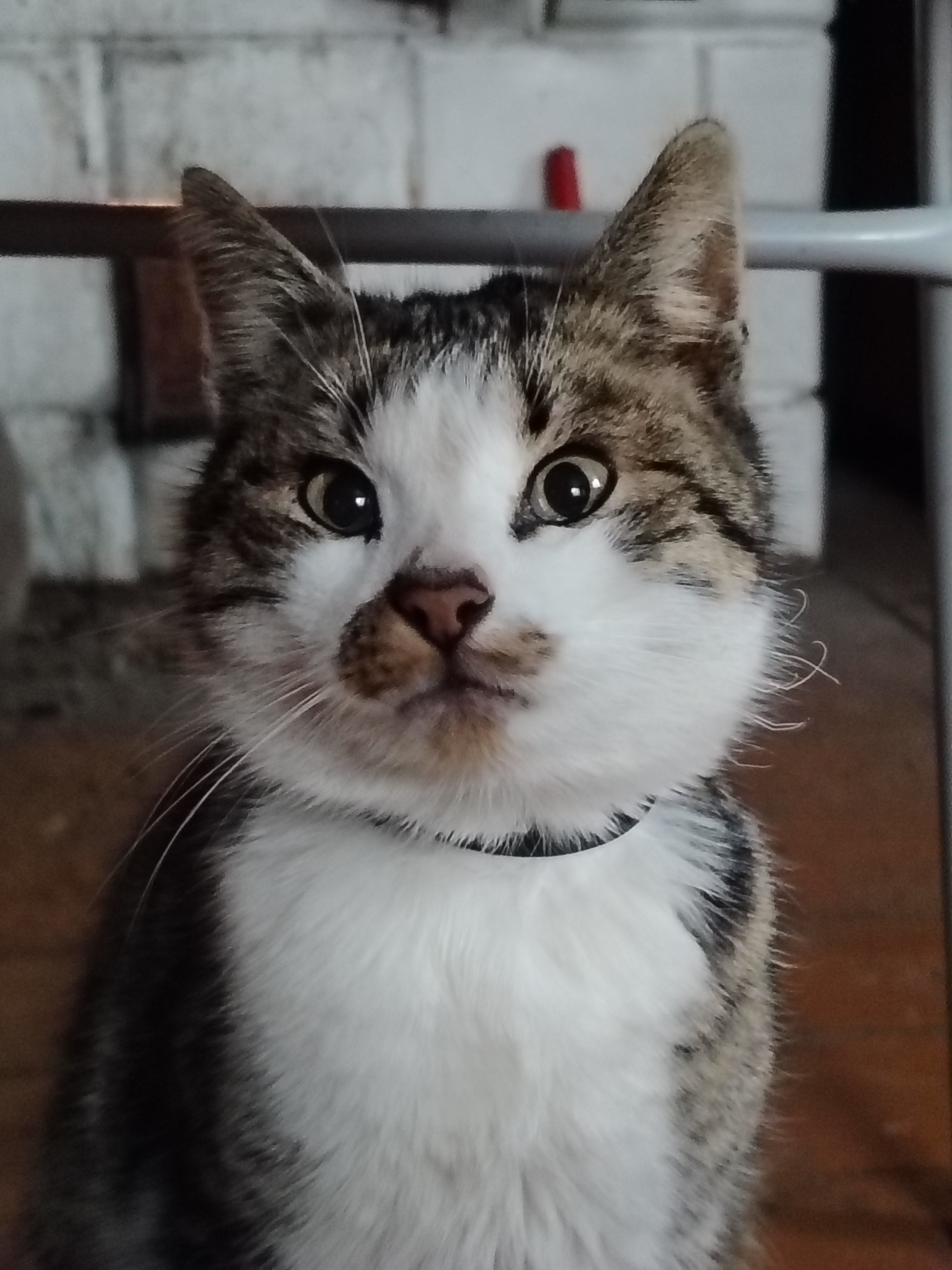 Фото питомца: кот Шашлык позирует