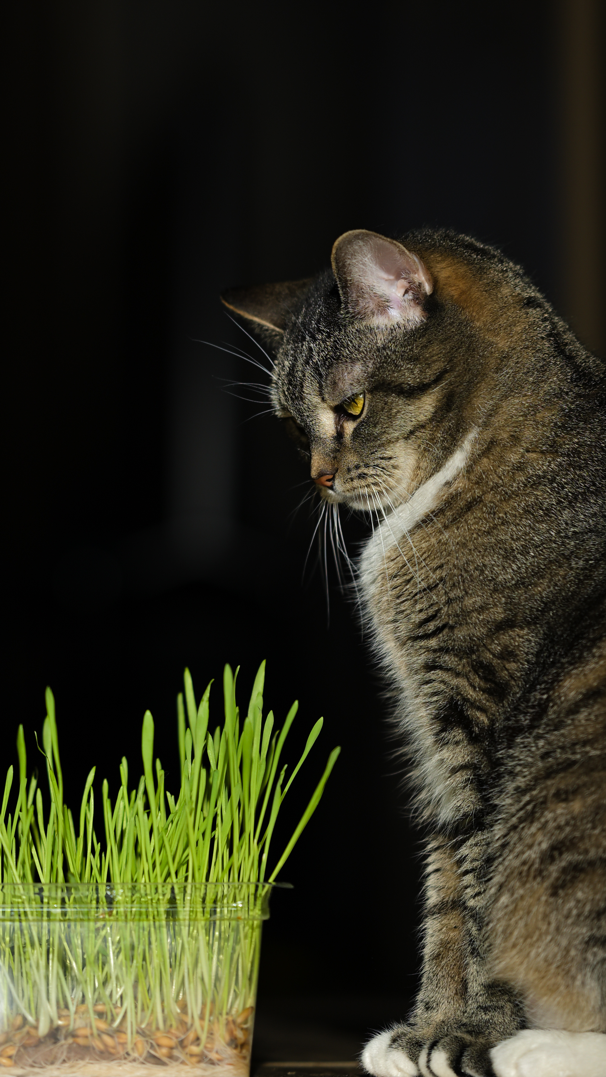 Фото питомца: кошка Мура проверяет свою плантацию