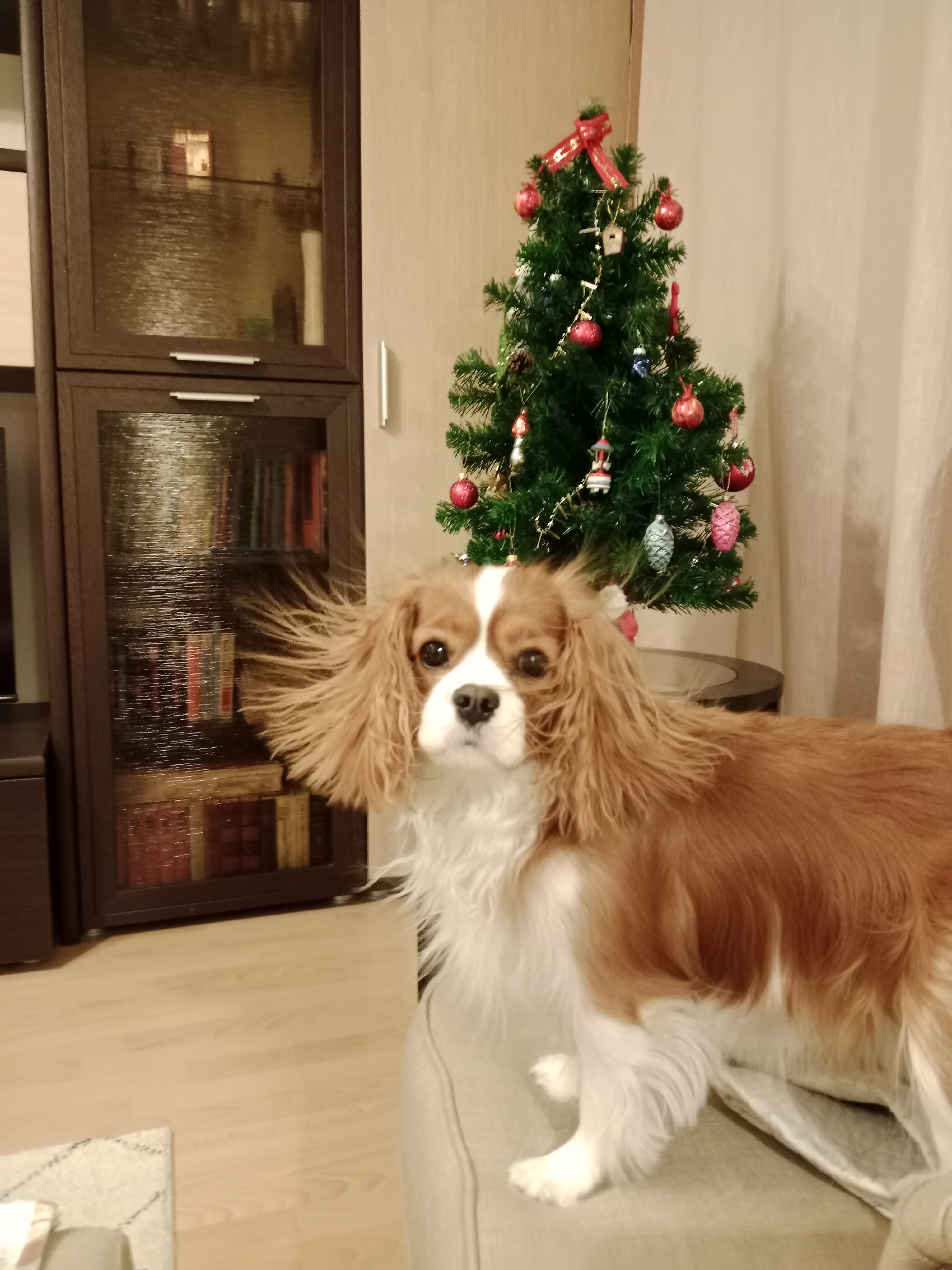 Фото питомца: кавалер-кинг-чарльз-спаниель Олеся сделала новогодний начес на ушах