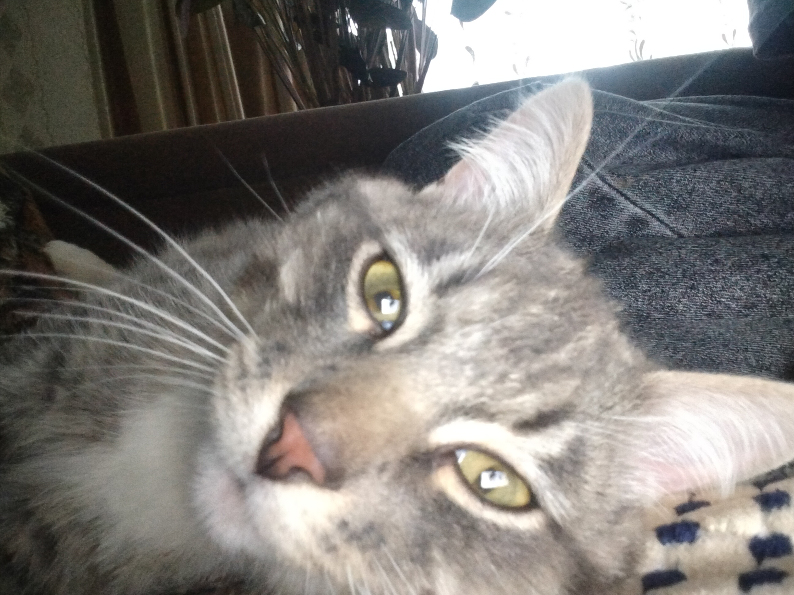 Фото питомца: кот Барсик наслаждается жизнью в деревне у бабушки