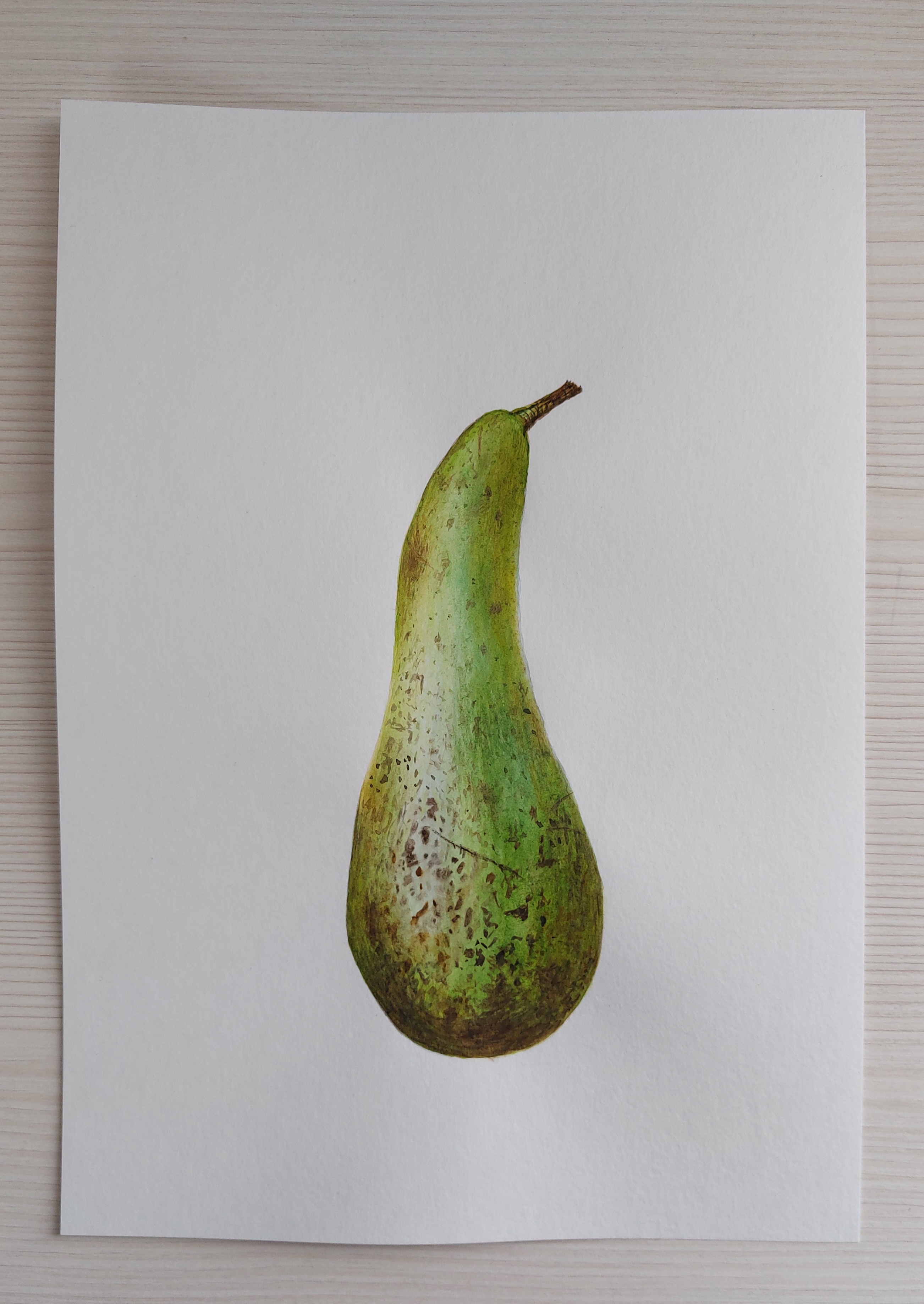 Мои рисунки: ботанические портреты акварелью