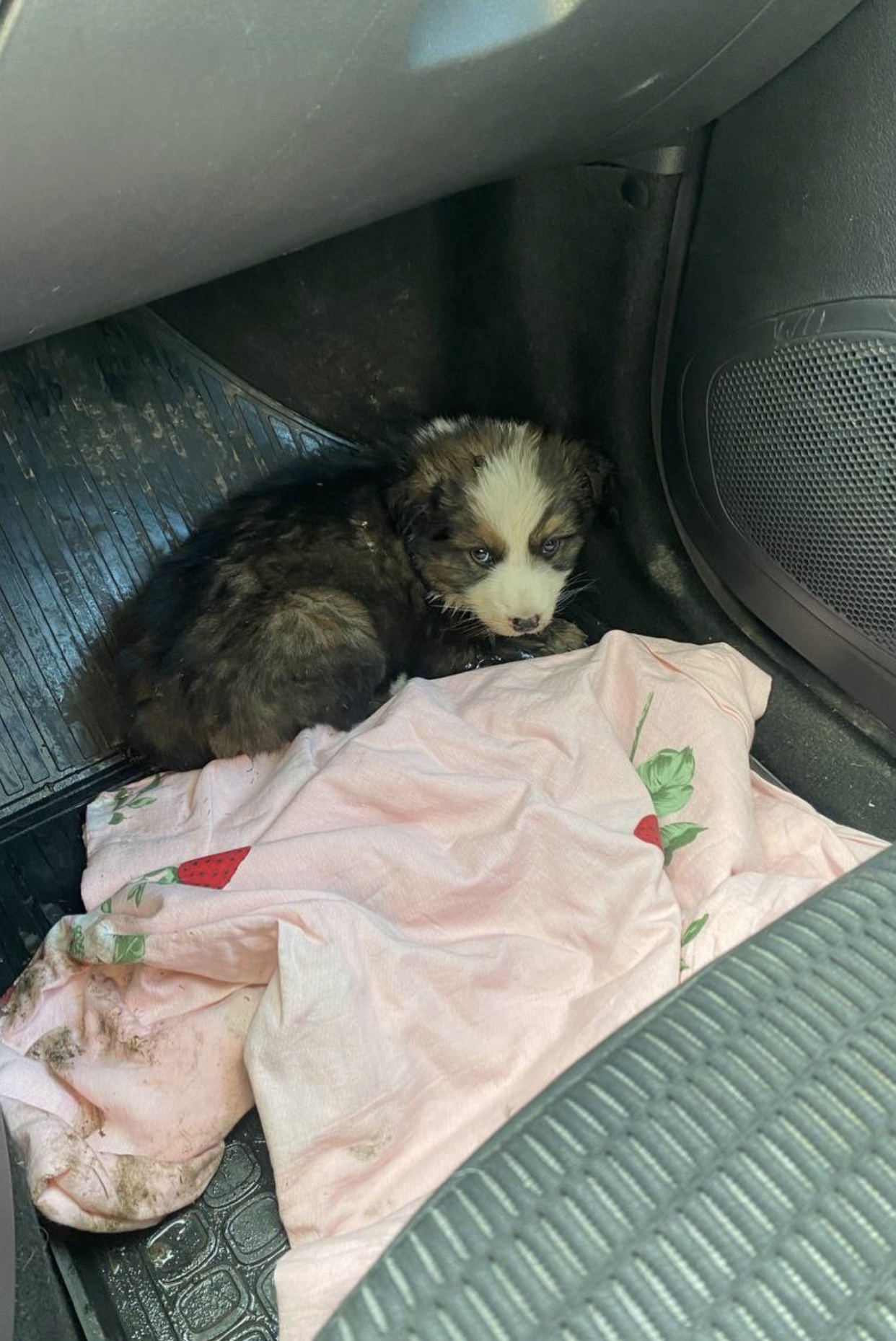 Мы забрали щенка с трассы, который загадочным образом оказался там