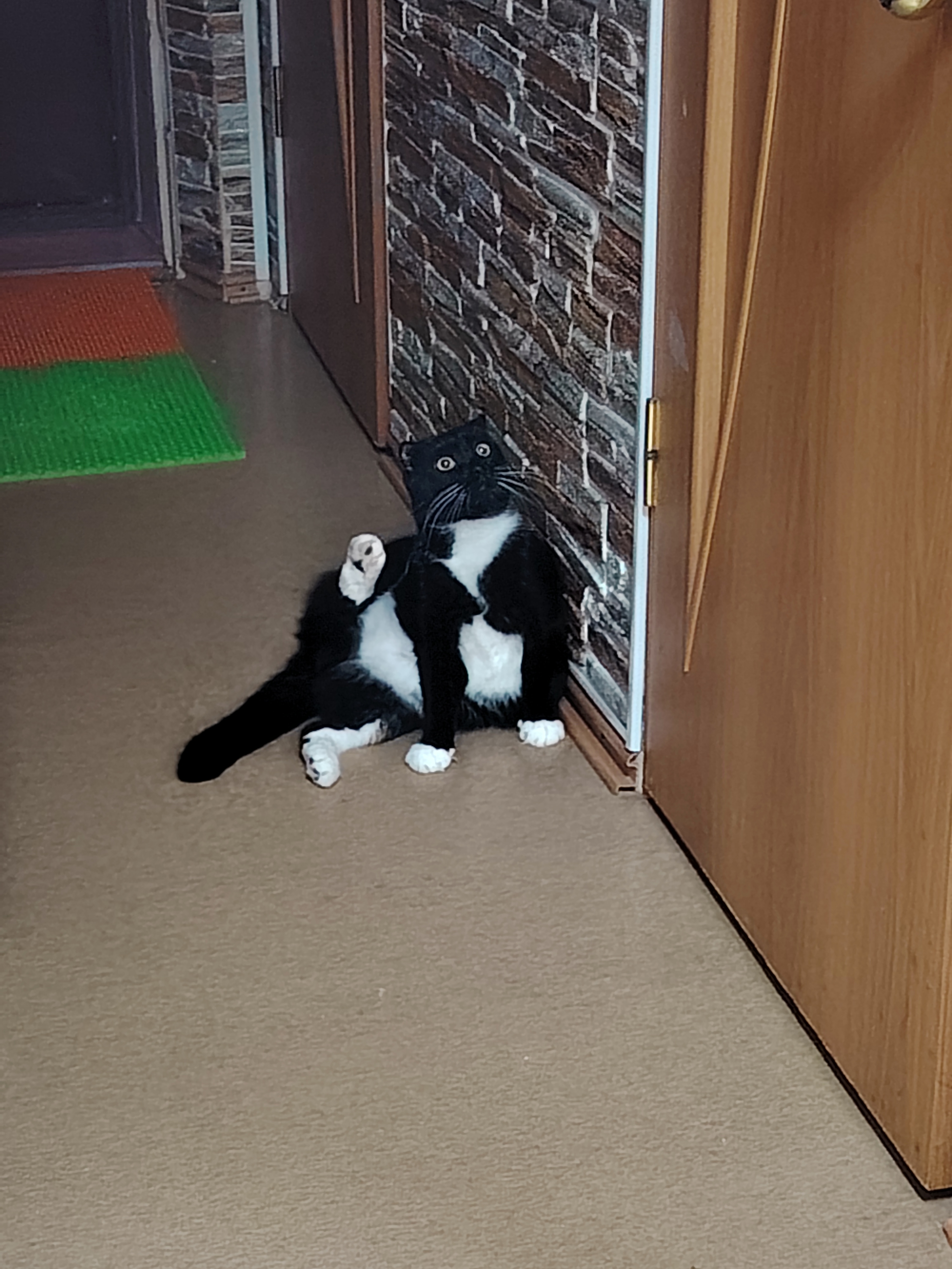 Фото питомцев: коты позируют