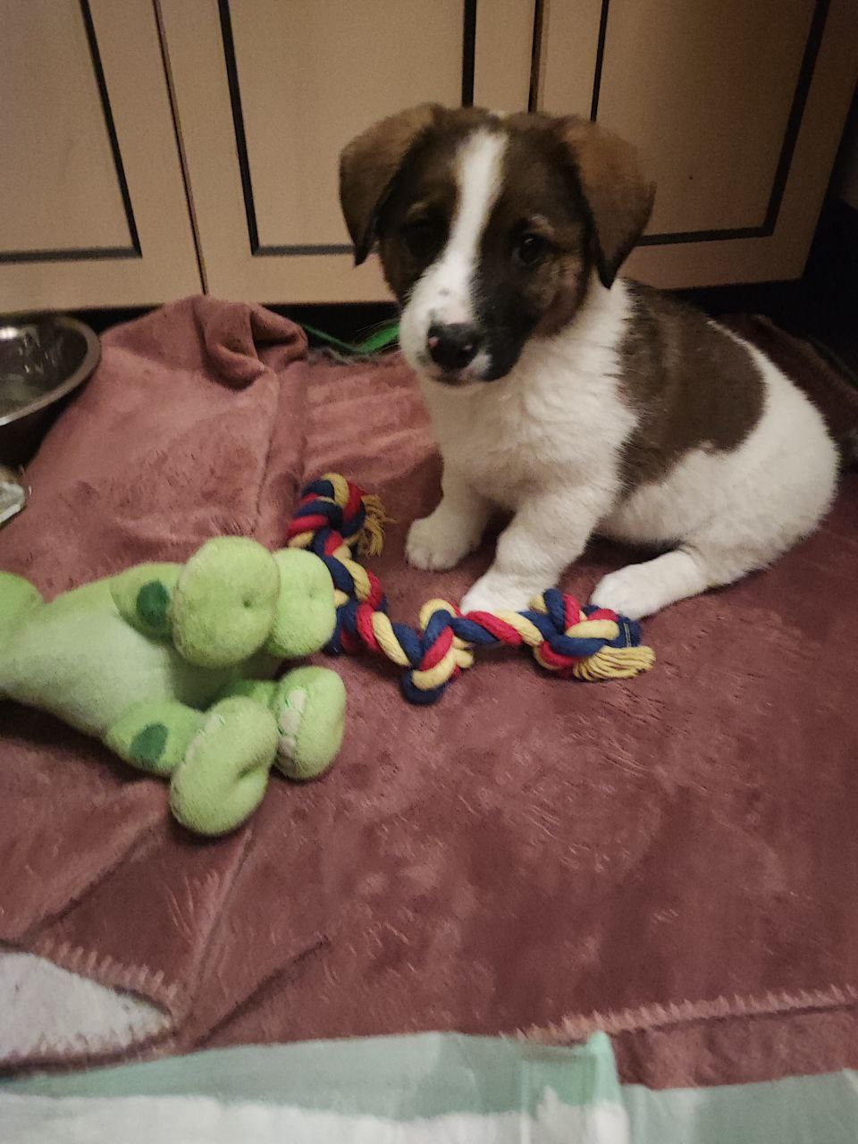 До и после: пес Кхарн в 2 месяца и в 1 год